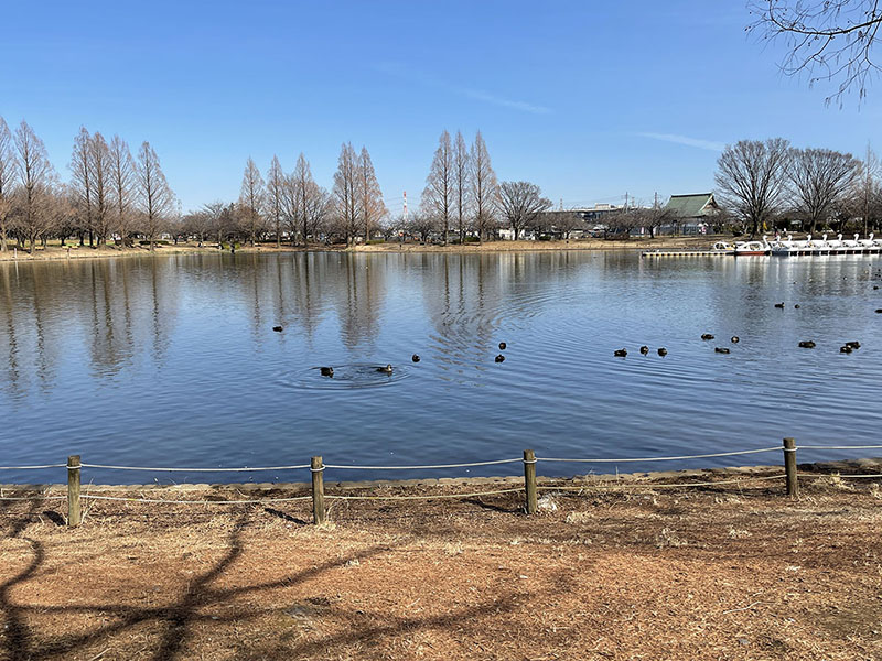 公園の池にいた水鳥を撮ってみた。10mくらい遠くにいる水鳥がよく見える