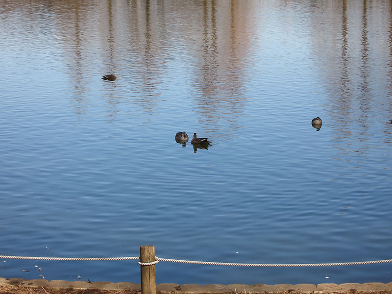 公園の池にいた水鳥を撮ってみた。10mくらい遠くにいる水鳥がよく見える