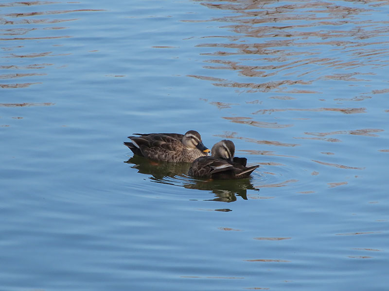 公園の池にいた水鳥を撮ってみた。10mくらい遠くにいる水鳥がよく見える