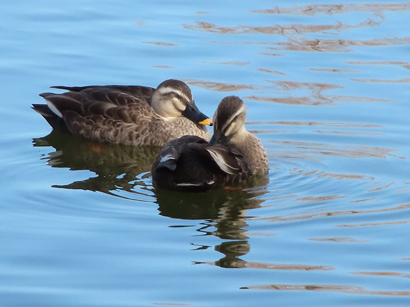 公園の池にいた水鳥を撮ってみた。10mくらい遠くにいる水鳥がよく見える