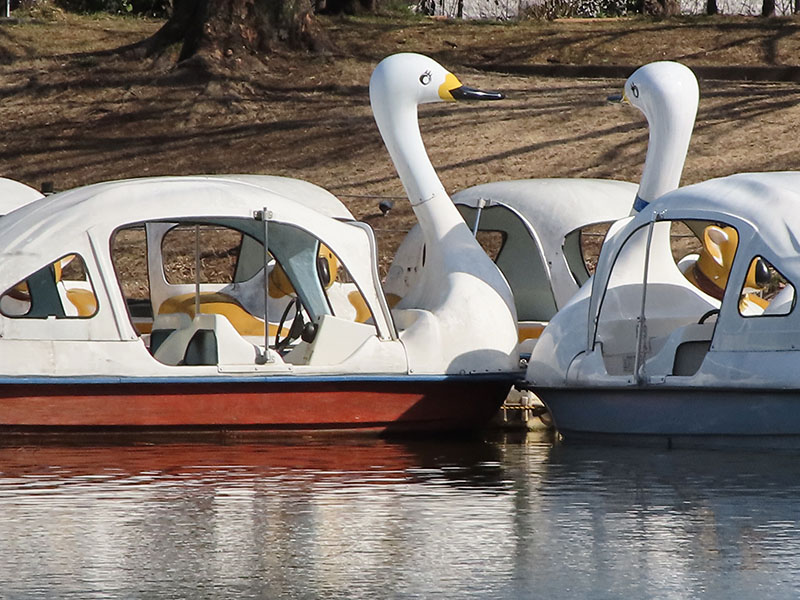 遠くのスワンボートを撮影。距離は50〜60mくらいだろうか。9.6倍（焦点距離800mm:デジタルズーム）で撮れば、ボートに誰が乗っているかまでわかりそう