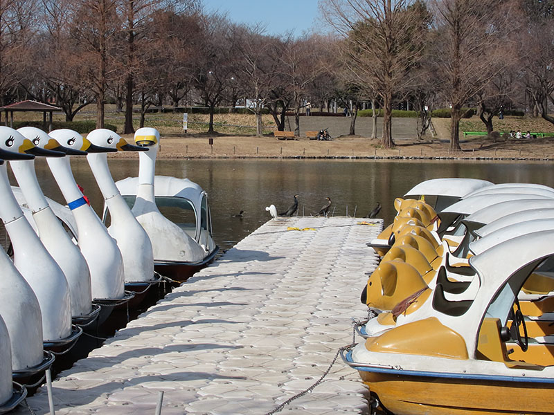 スワンボードが係留してある桟橋。桟橋の先にいる鳥を狙ってみた