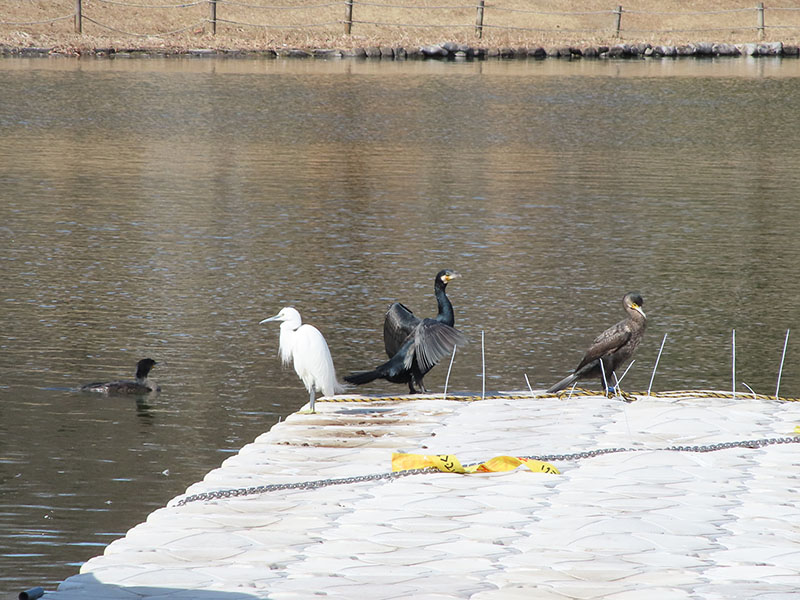 スワンボードが係留してある桟橋。桟橋の先にいる鳥を狙ってみた