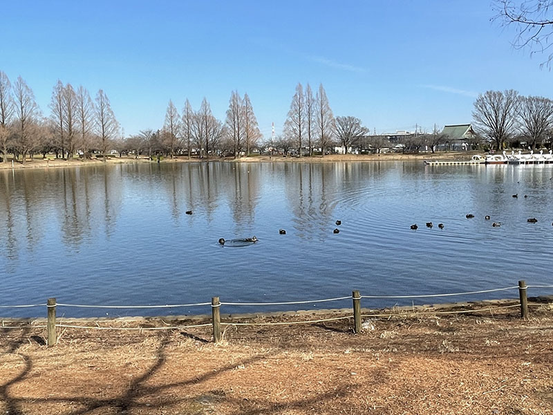 100〜120mくらい先？　の池の端の上空に鉄塔があるのでソレを撮ろうとしたら……鳩の群れが飛び始めたので、鳩を狙ってみた。けっこうシッカリ写ってるぅ〜♪