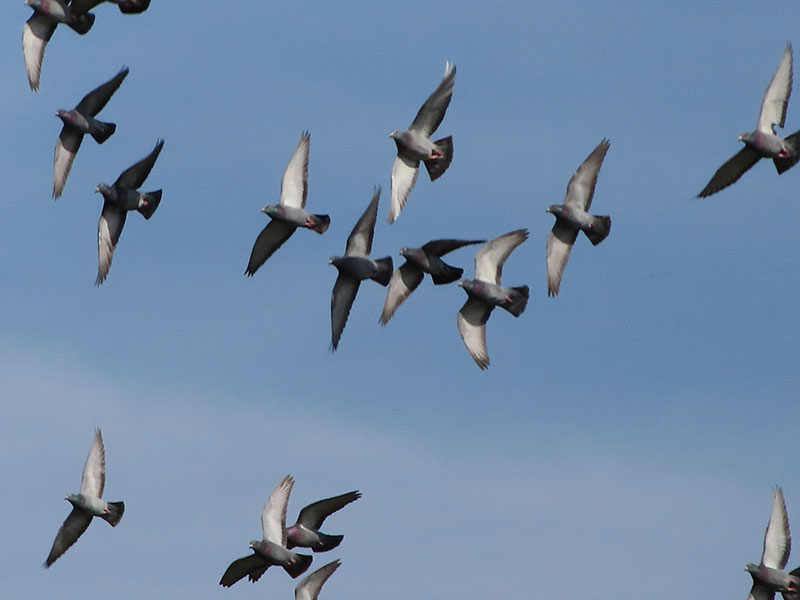 100〜120mくらい先？　の池の端の上空に鉄塔があるのでソレを撮ろうとしたら……鳩の群れが飛び始めたので、鳩を狙ってみた。けっこうシッカリ写ってるぅ〜♪