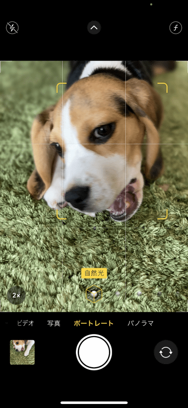 iPhoneのポートレートモードは犬の顔も認識してくれる