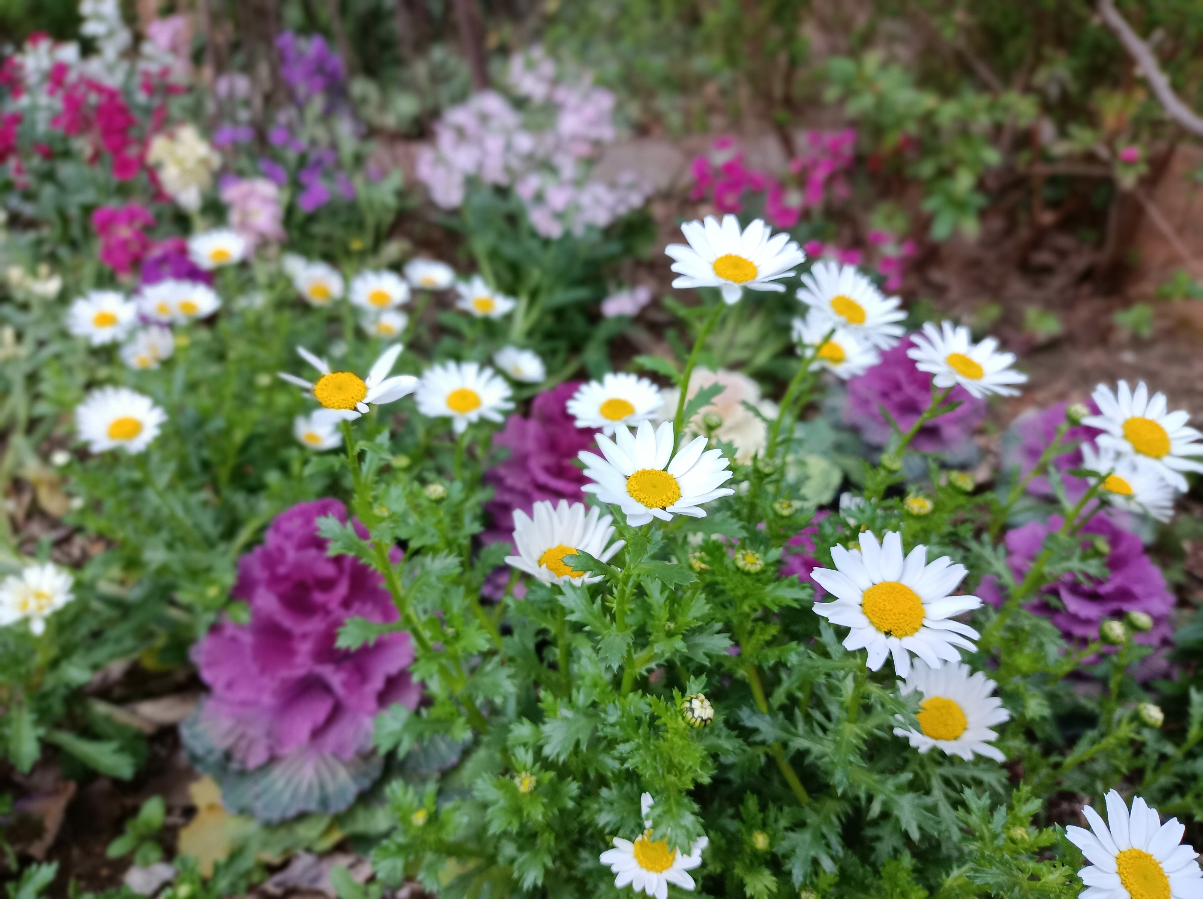 ポートレートモードで撮影