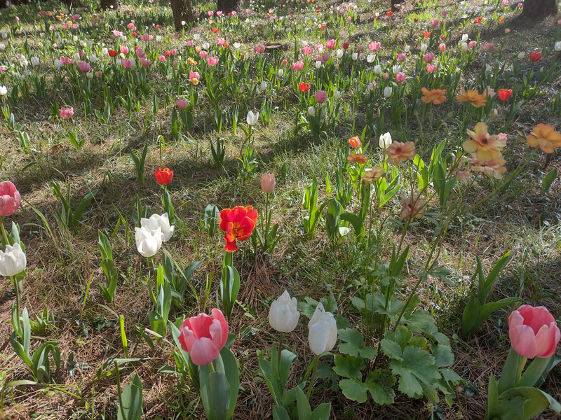 同じ場所を標準カメラで撮影。トーンの差が気になるところだ