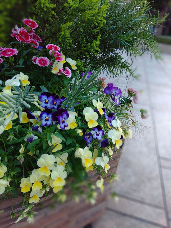 ポートレートモードで撮影