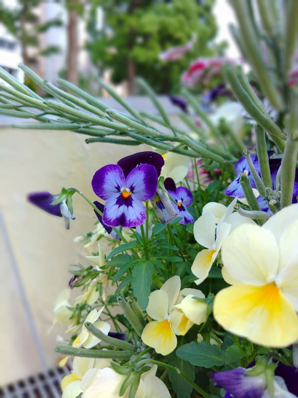 ポートレートモードで撮影