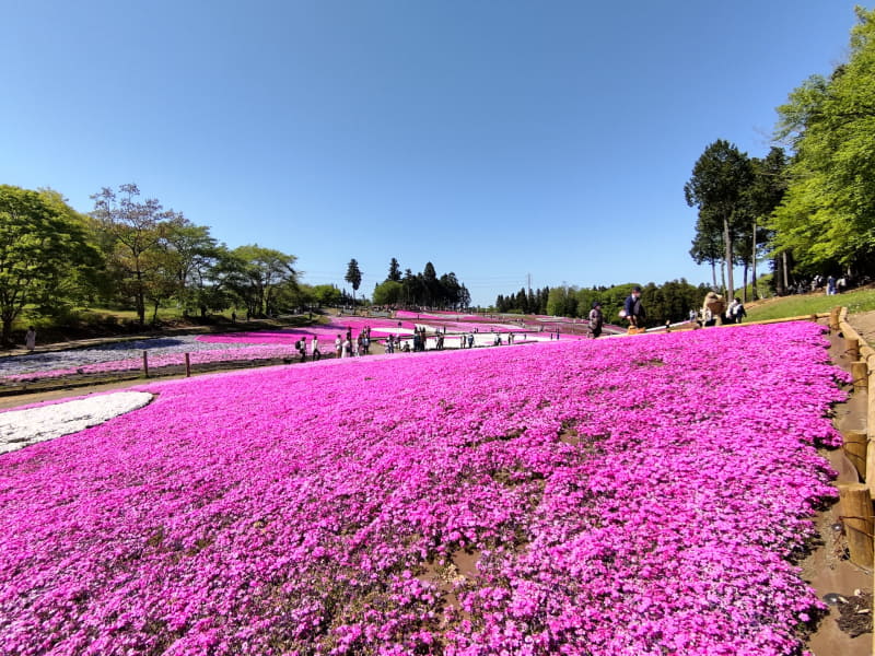 芝桜のピンクと空の青、どちらも記憶に残っているとおりの鮮やかさだ