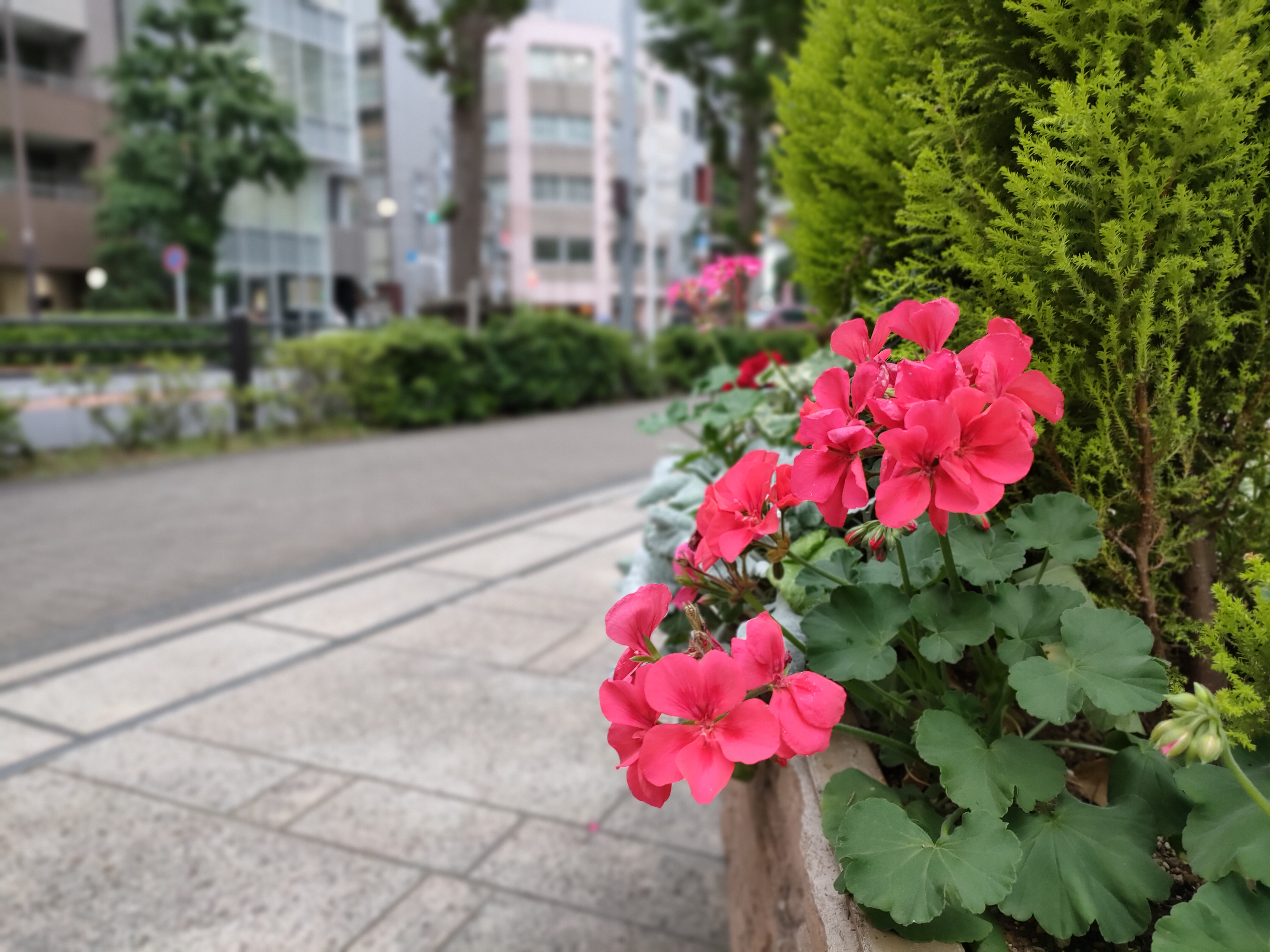 ポートレートモードで撮影