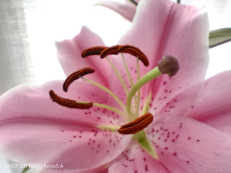 マクロカメラ。Reno Aシリーズ初のマクロカメラ。4cmまで被写体に接近してもピントが合った状態で撮影できる