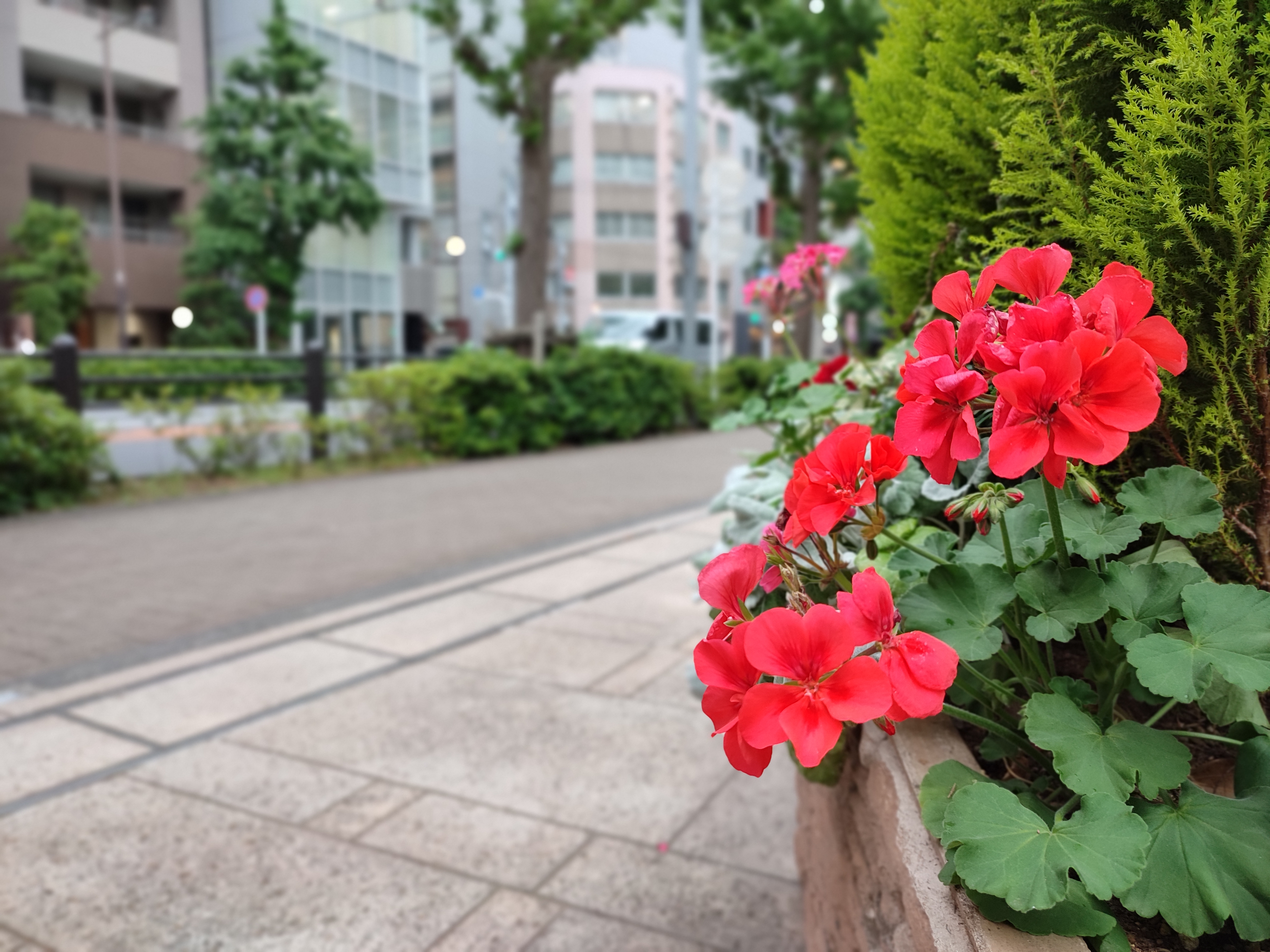ポートレートモードで撮影