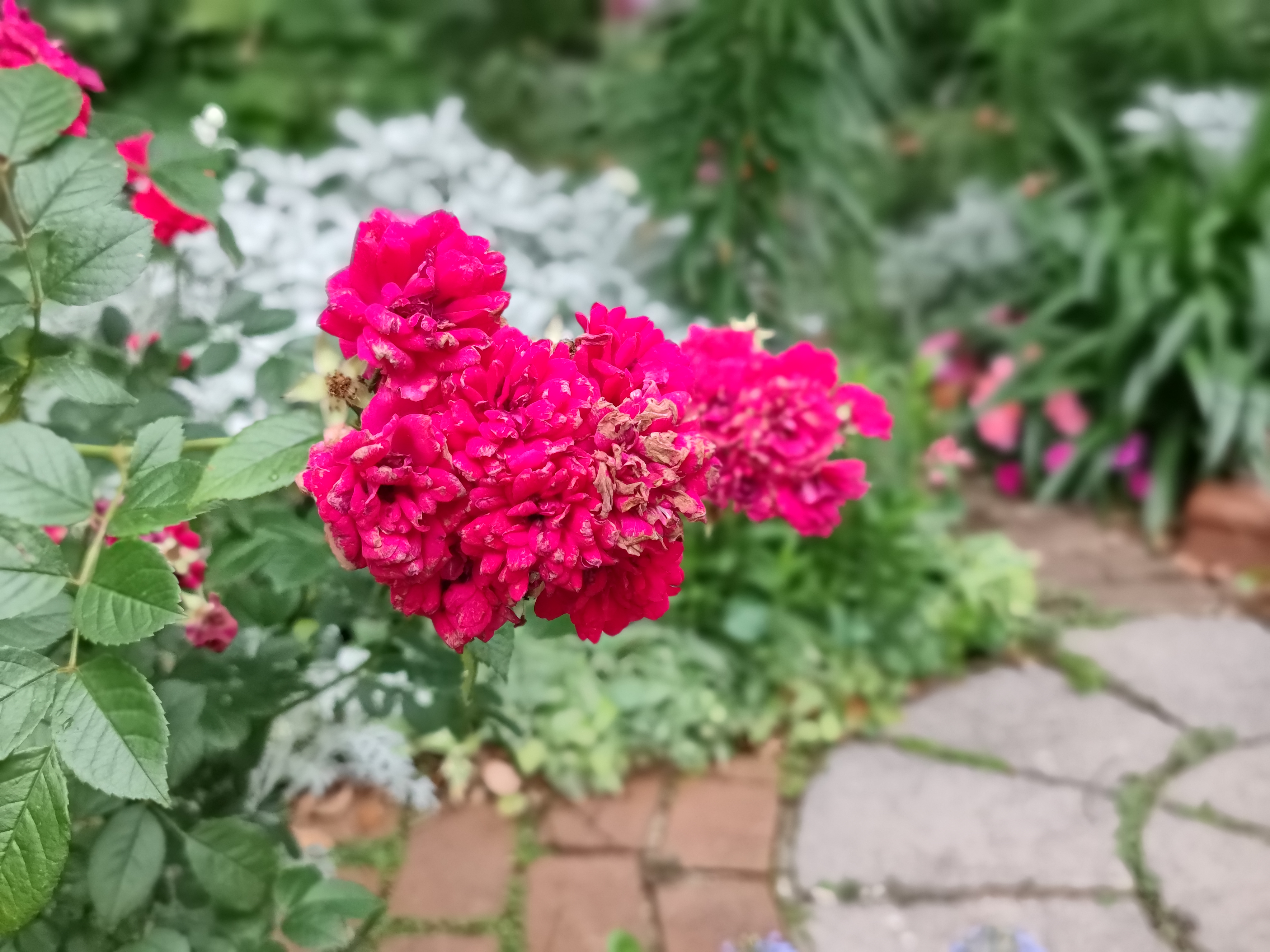 ポートレートモードで撮影