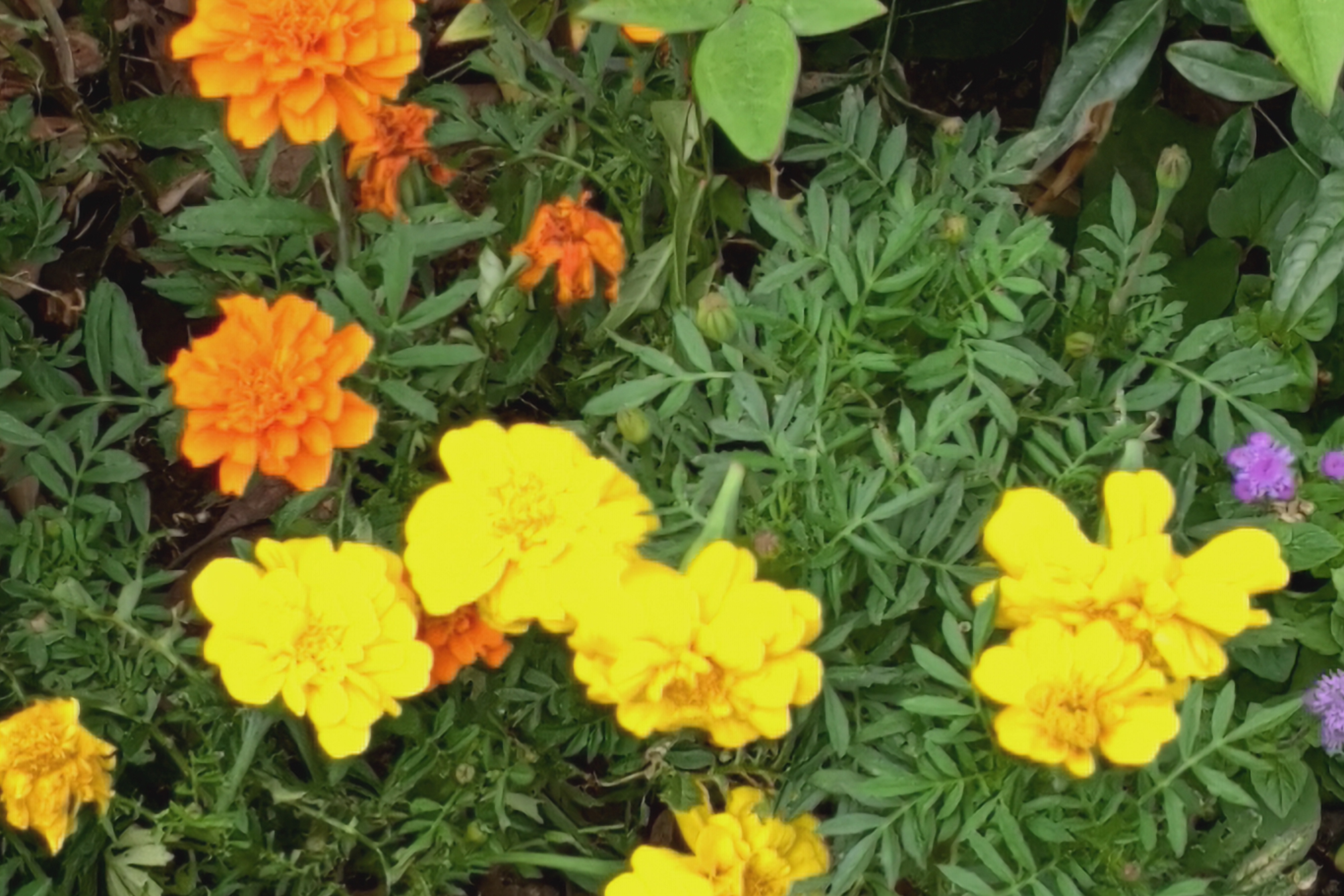 ズーム最大倍率撮影