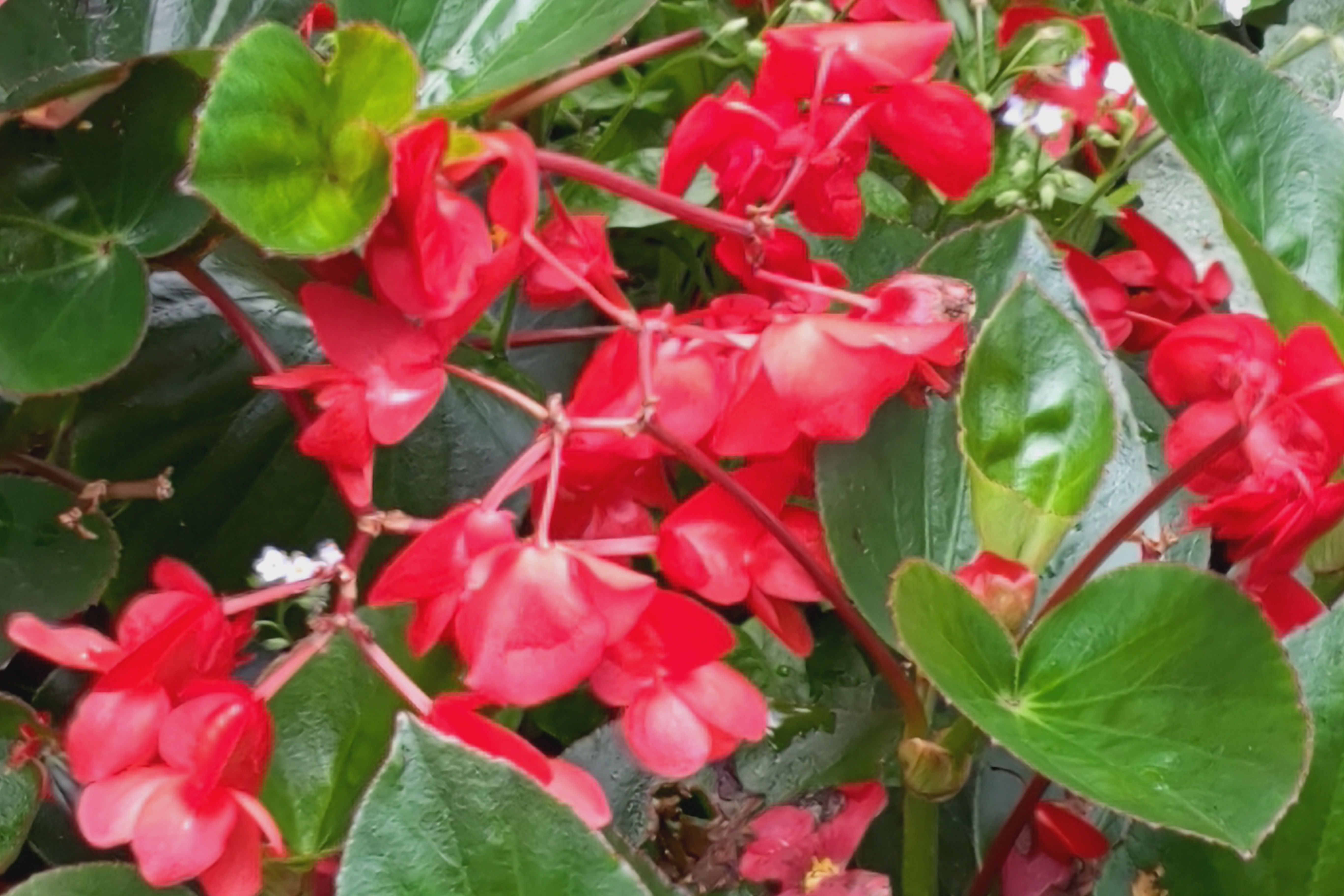 ズーム最大倍率撮影