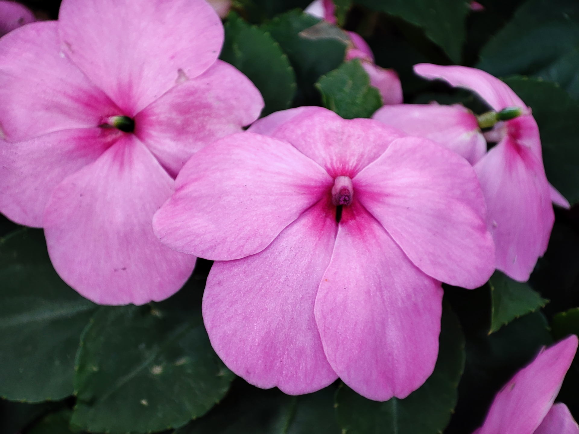 スーパーマクロモード