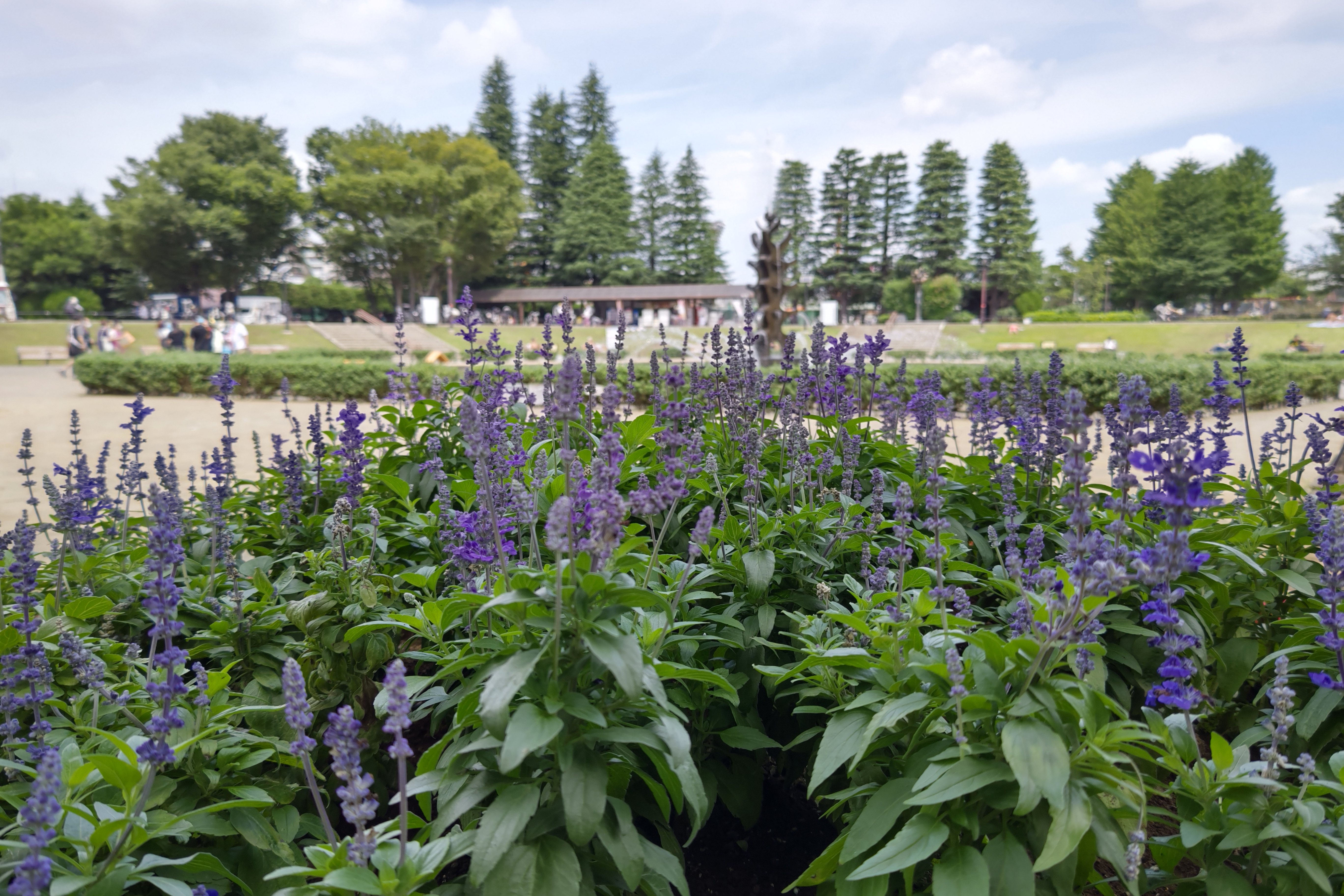 AQUOS R6で撮った作例。明るく、実物に忠実な色で撮影できる印象