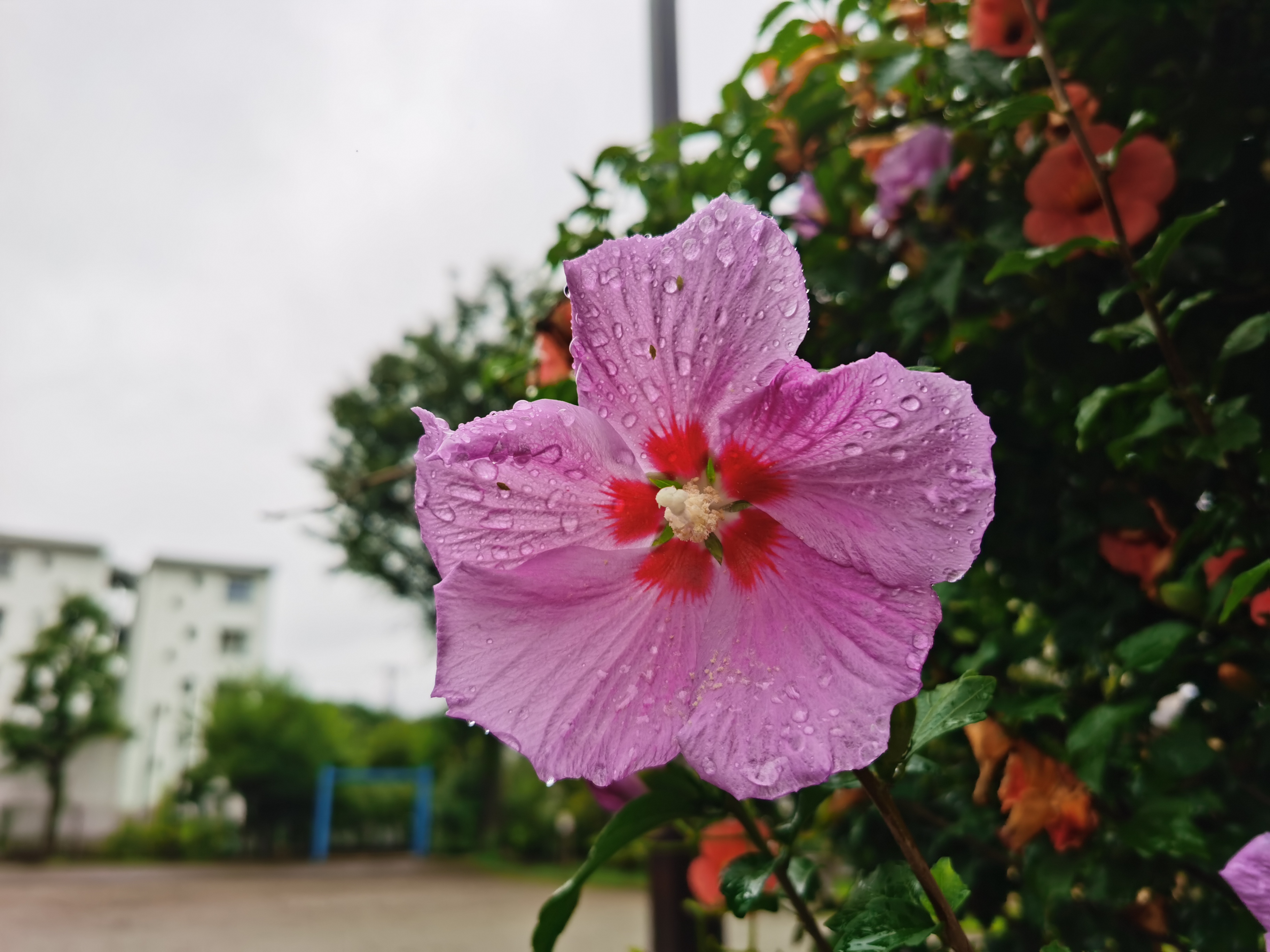 Mate 30 Proで撮影