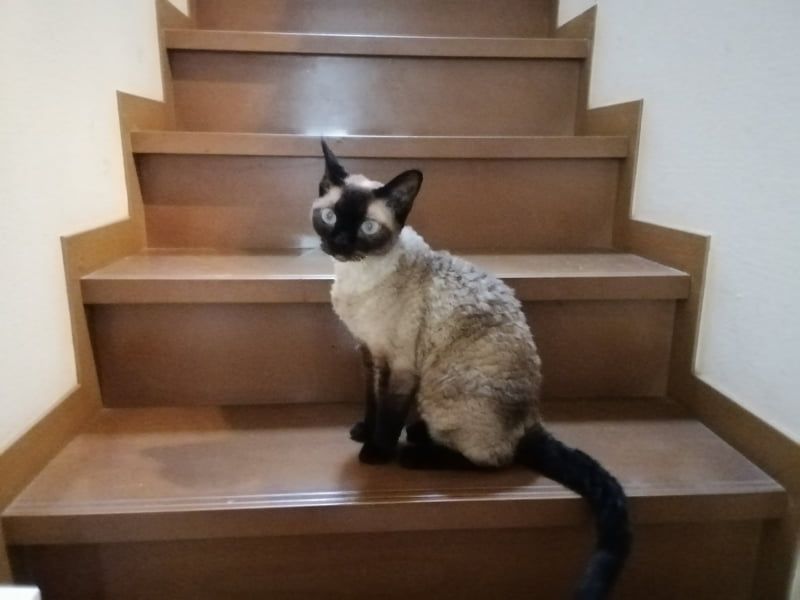 残念な点のひとつ。本体背面のカメラで撮影してみた猫(1600×1200にリサイズ)。画質は高くなく、無いよりはマシかな……という程度に感じました。