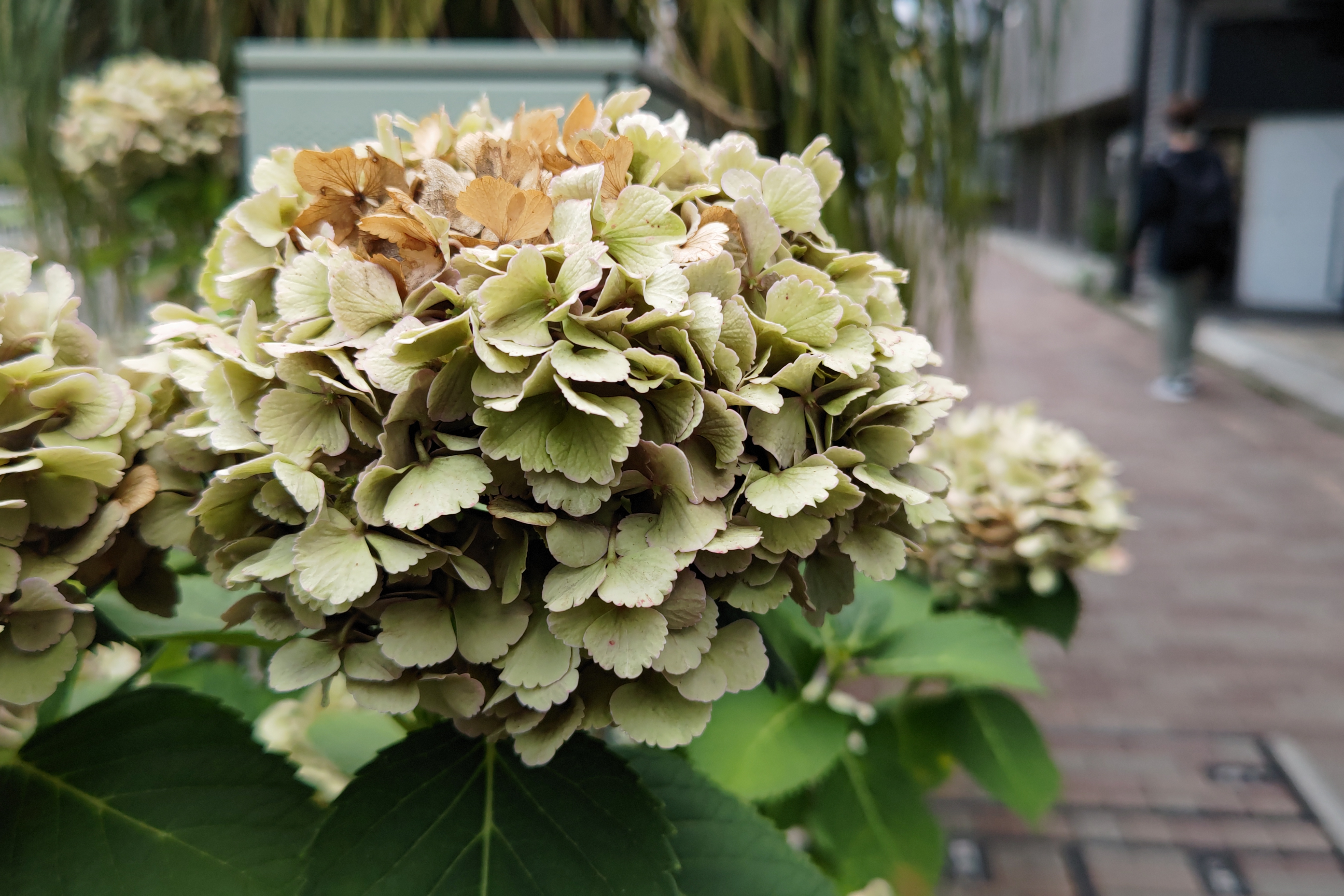 露出時間：1/344秒、ISO：50、露出補正：0ステップ、デジタルズーム：1.8倍