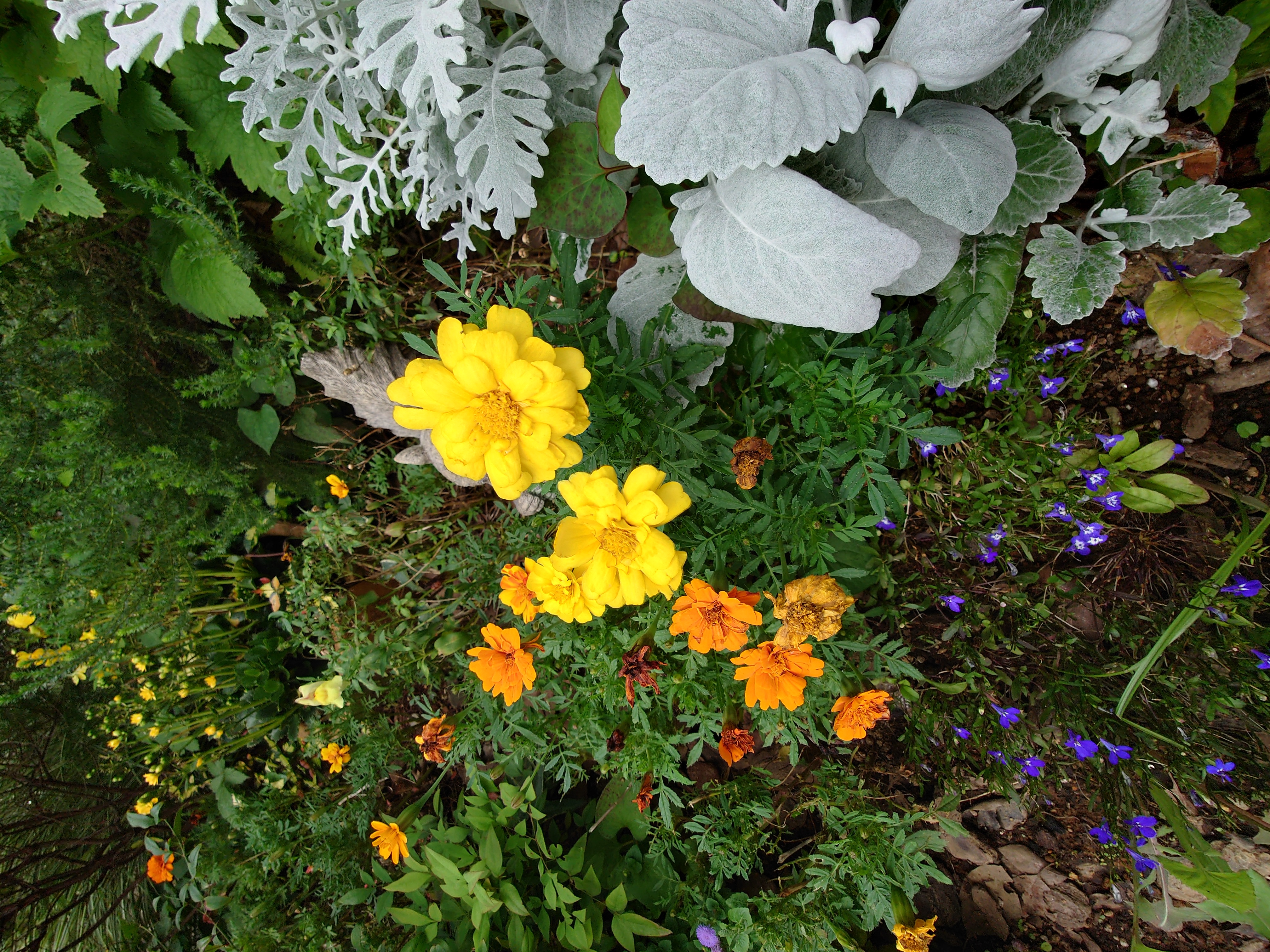 超広角カメラで撮影