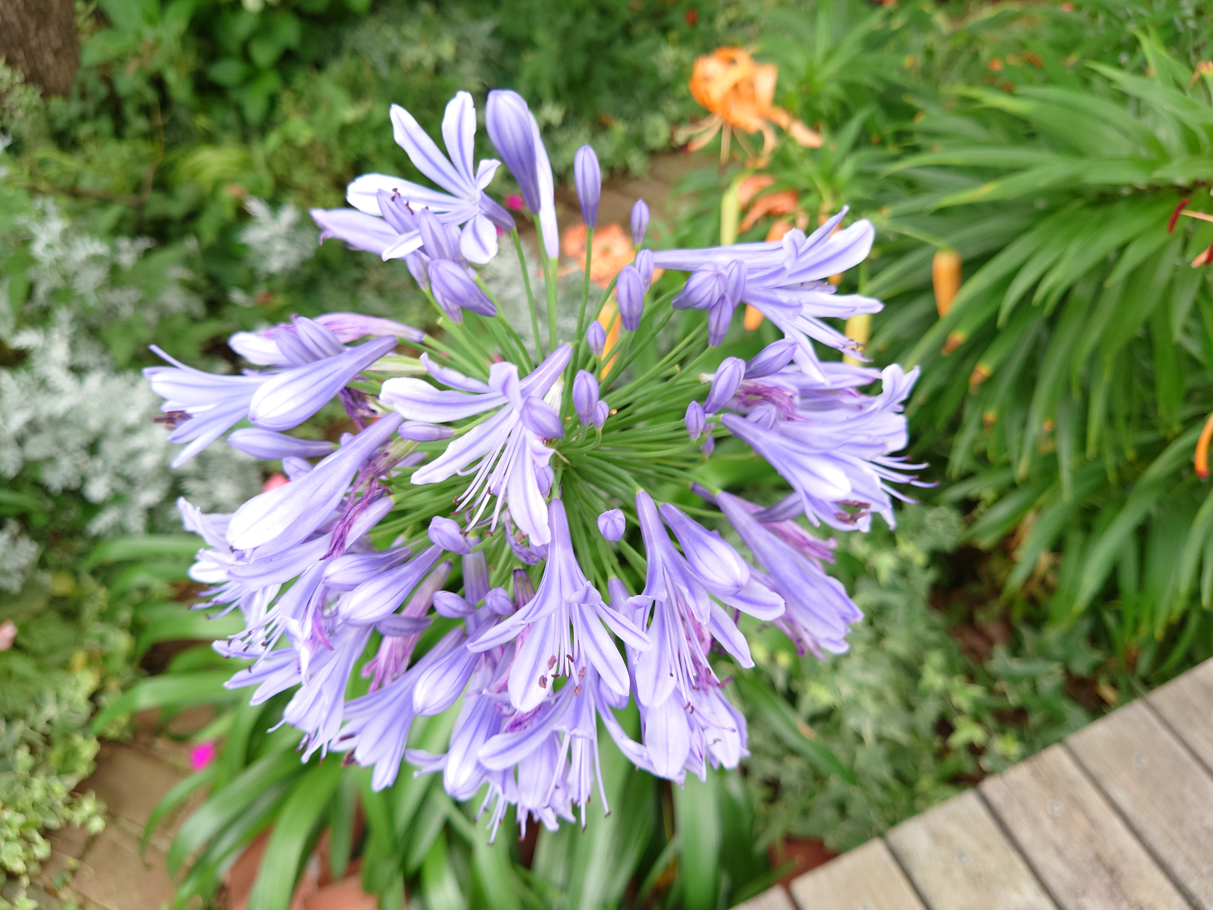 プログラムオートモードで撮影