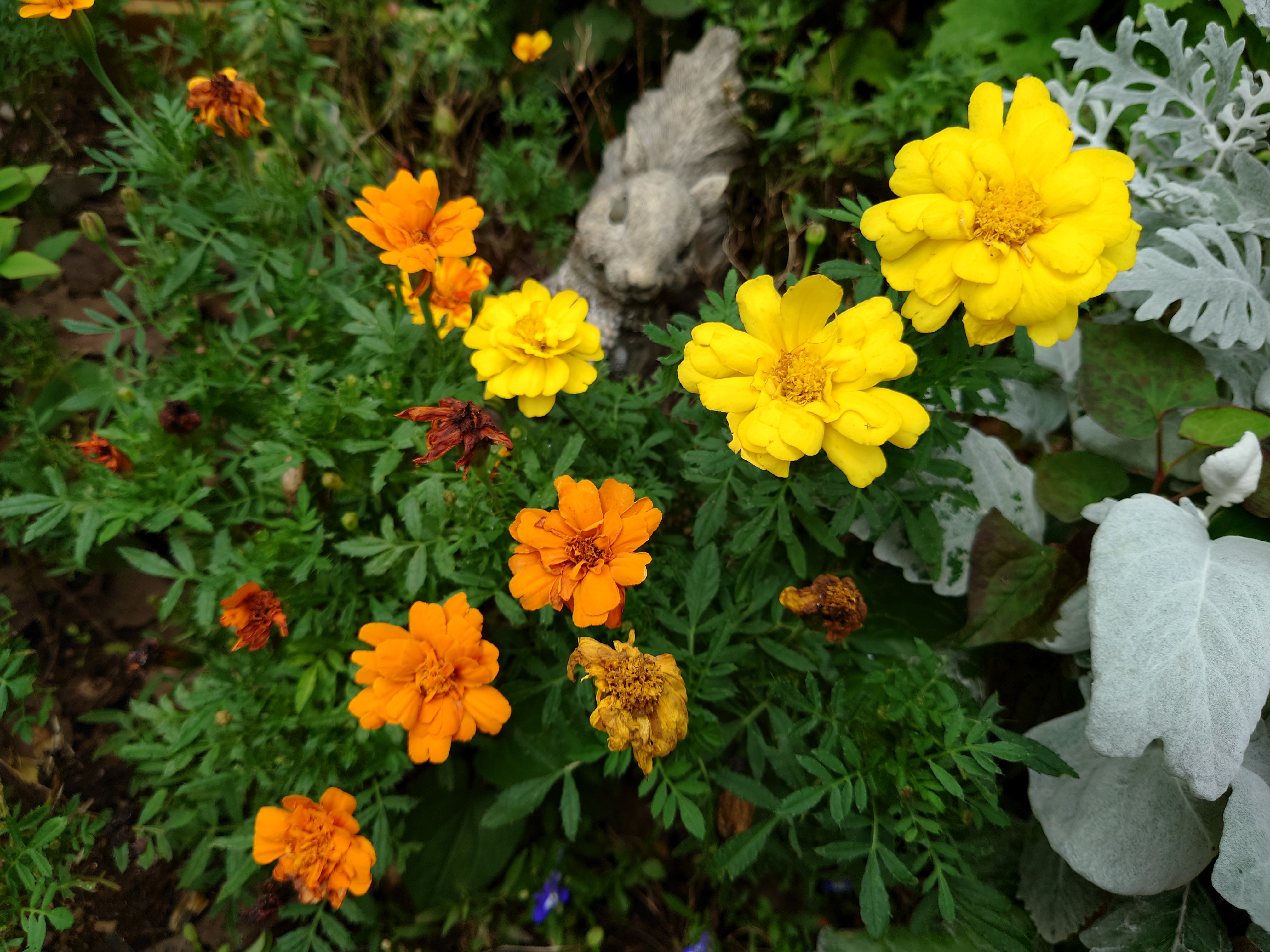 オートモードで撮影