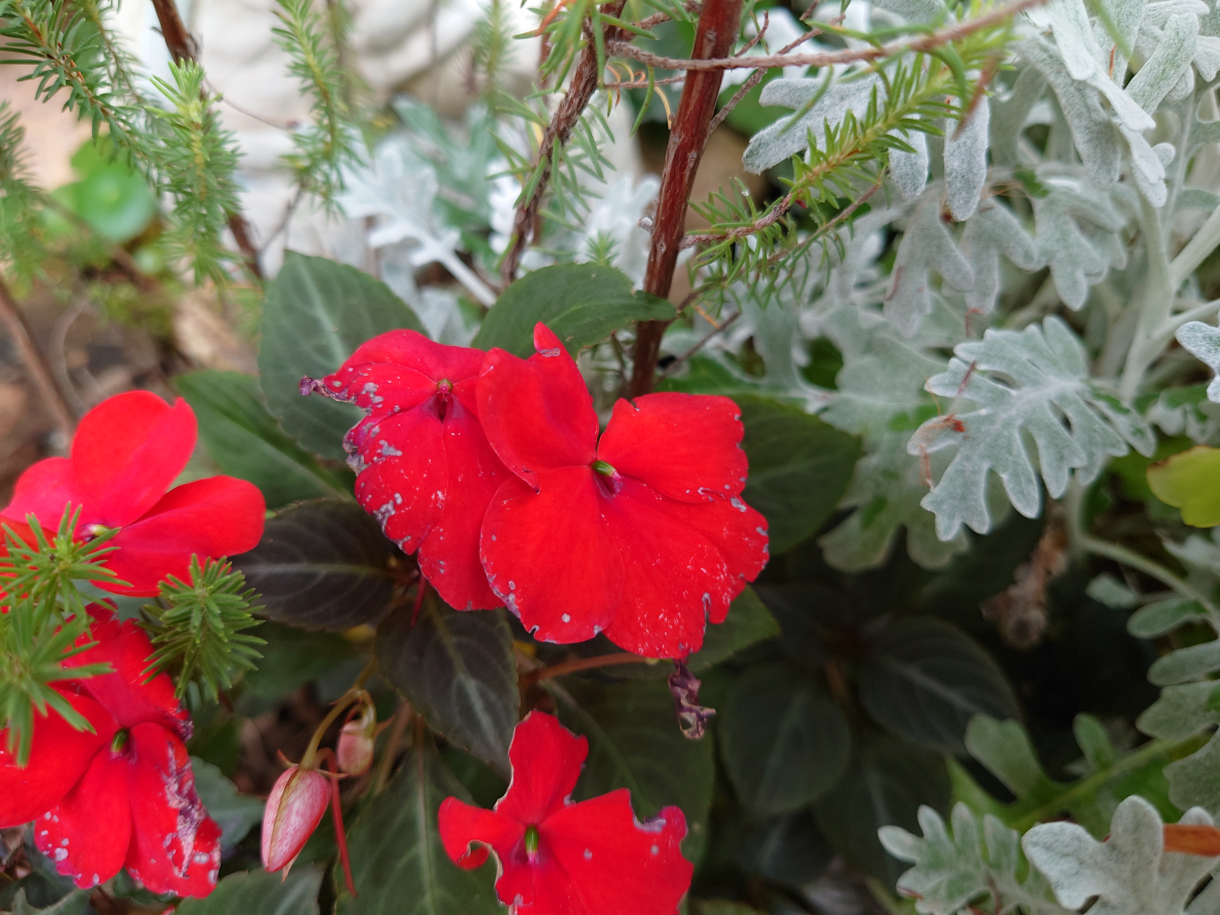 オートモードで撮影