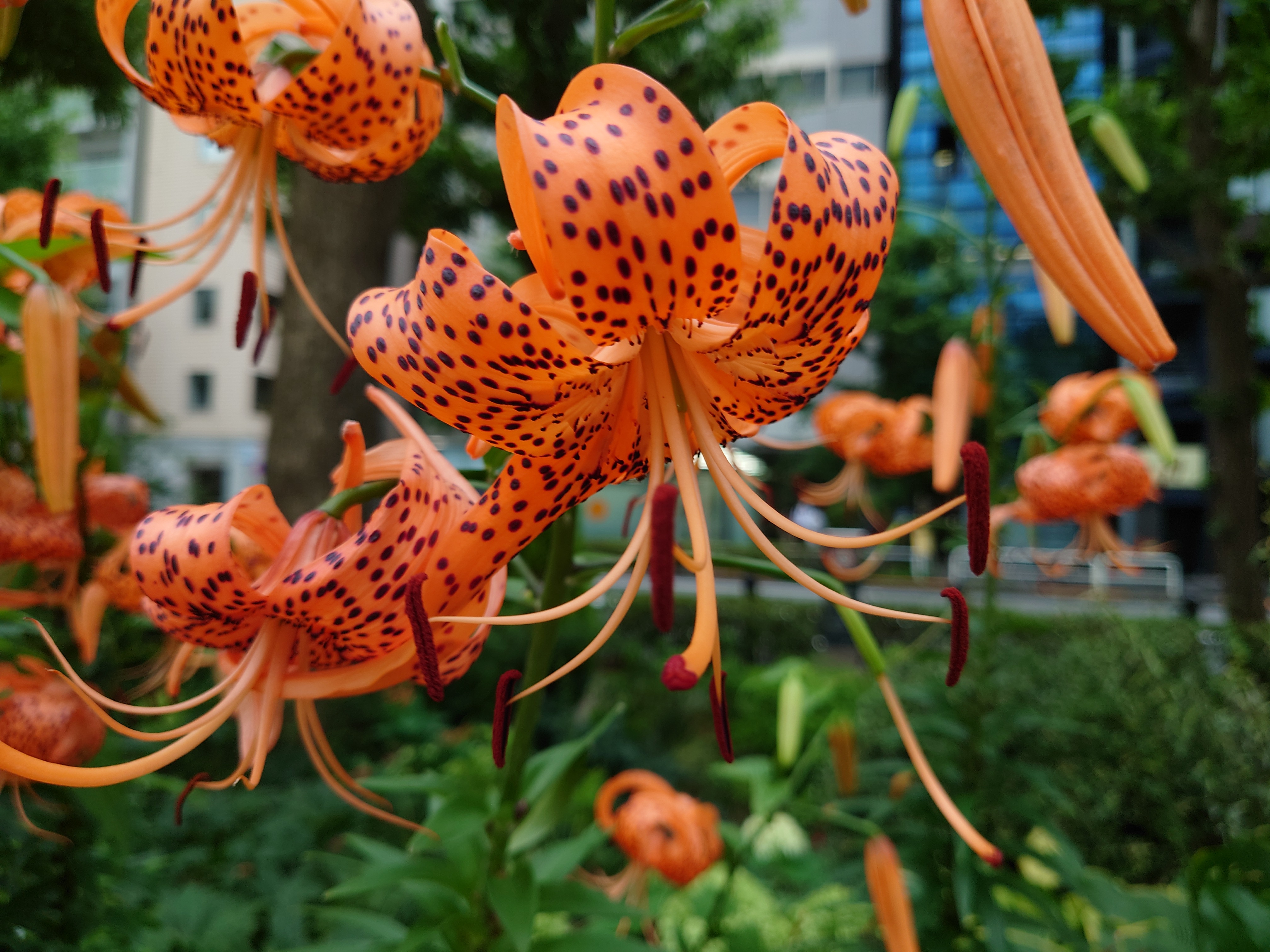 オートモードで撮影