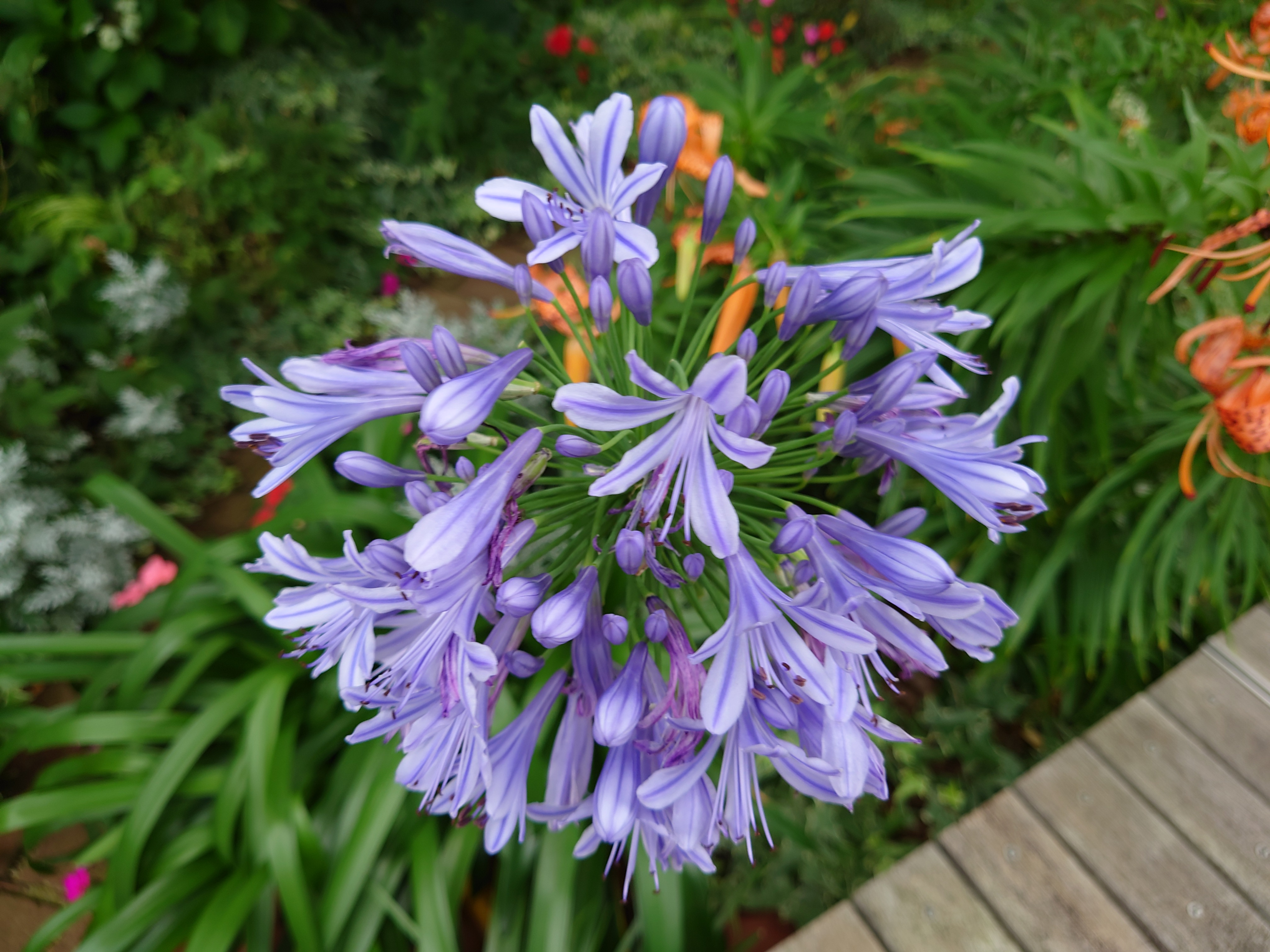 オートモードで撮影