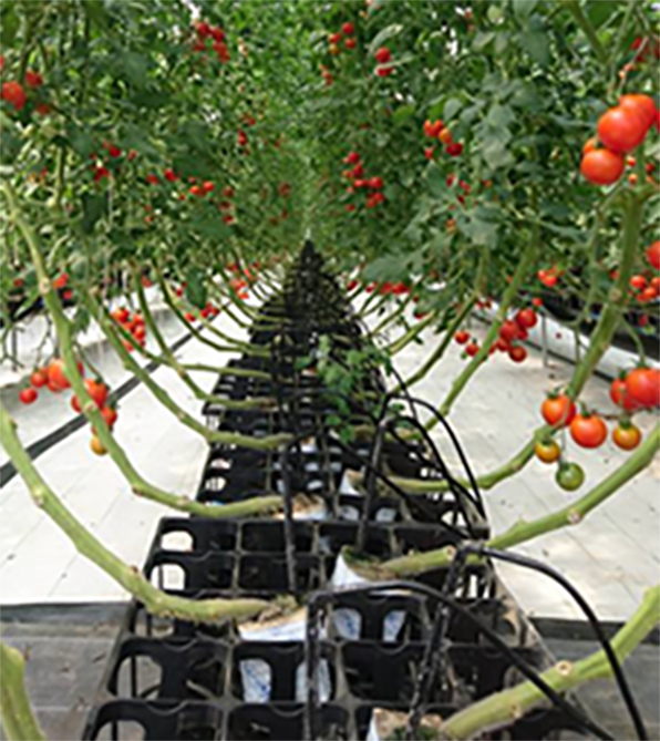 かん水チューブ