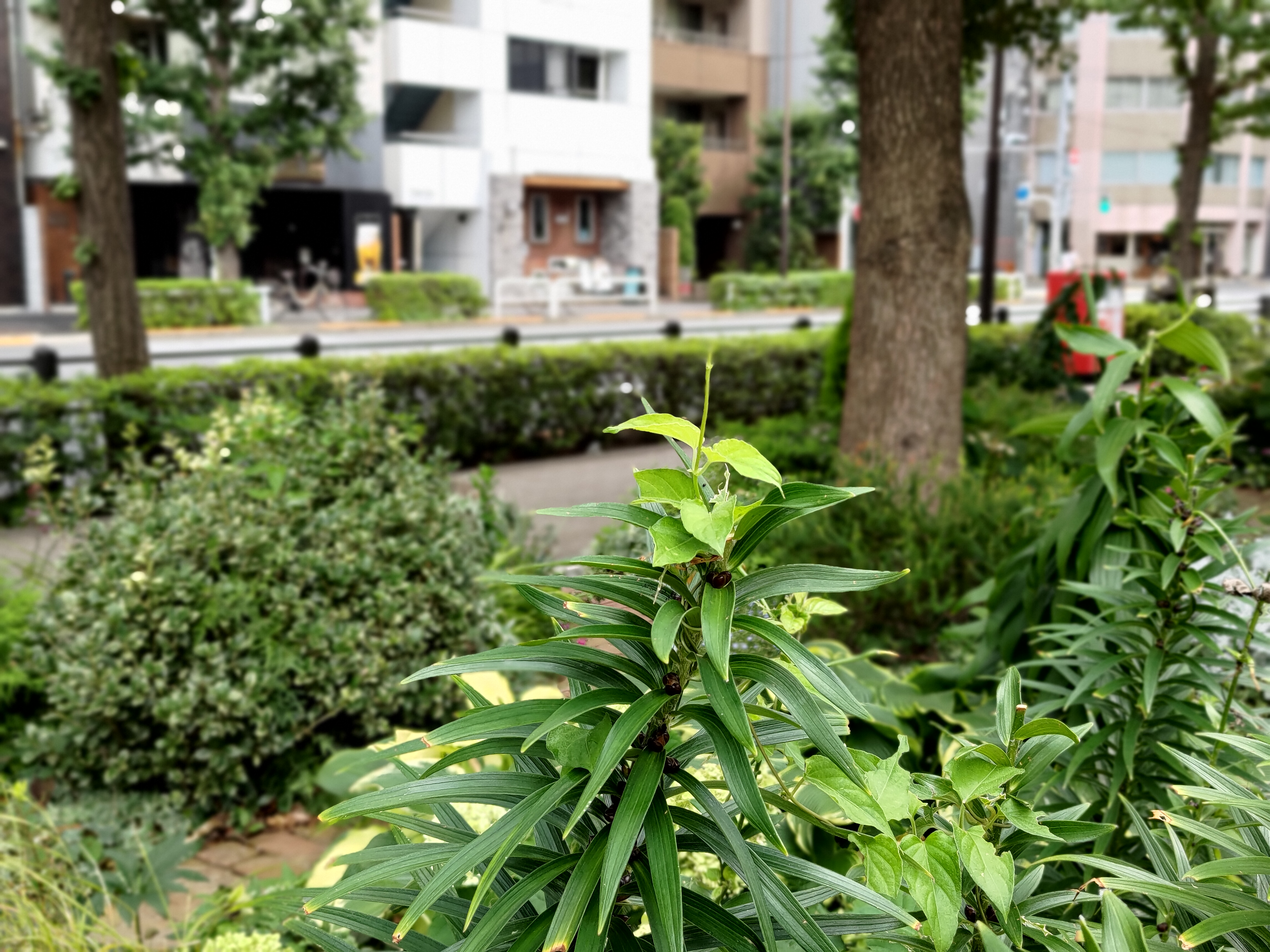 ポートレートモードで撮影