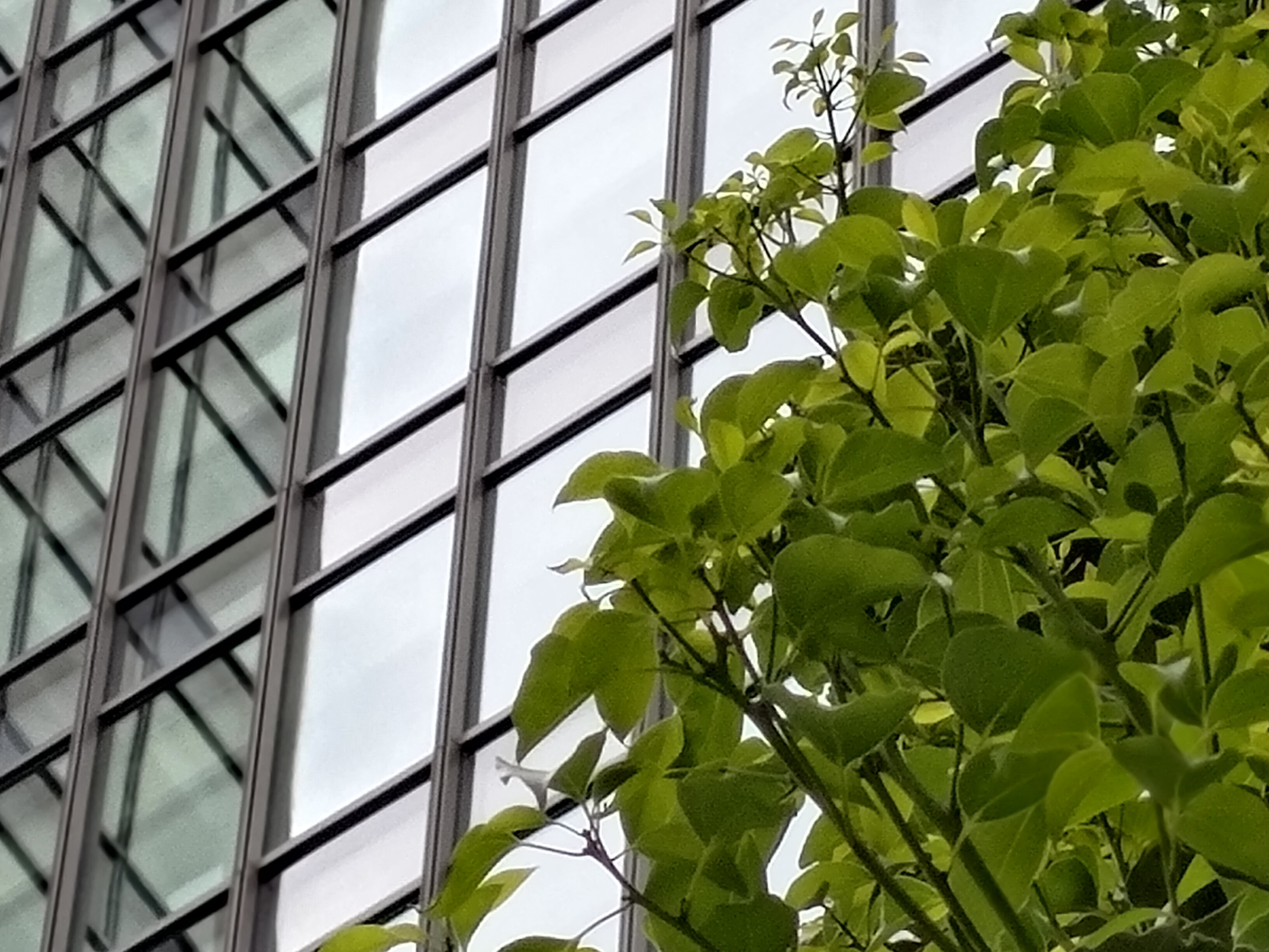 最大倍率まで寄ったもの