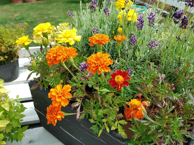 カラーで撮ったスナップ写真と、同じ風景を「スポットカラー」モードで撮影したもの。