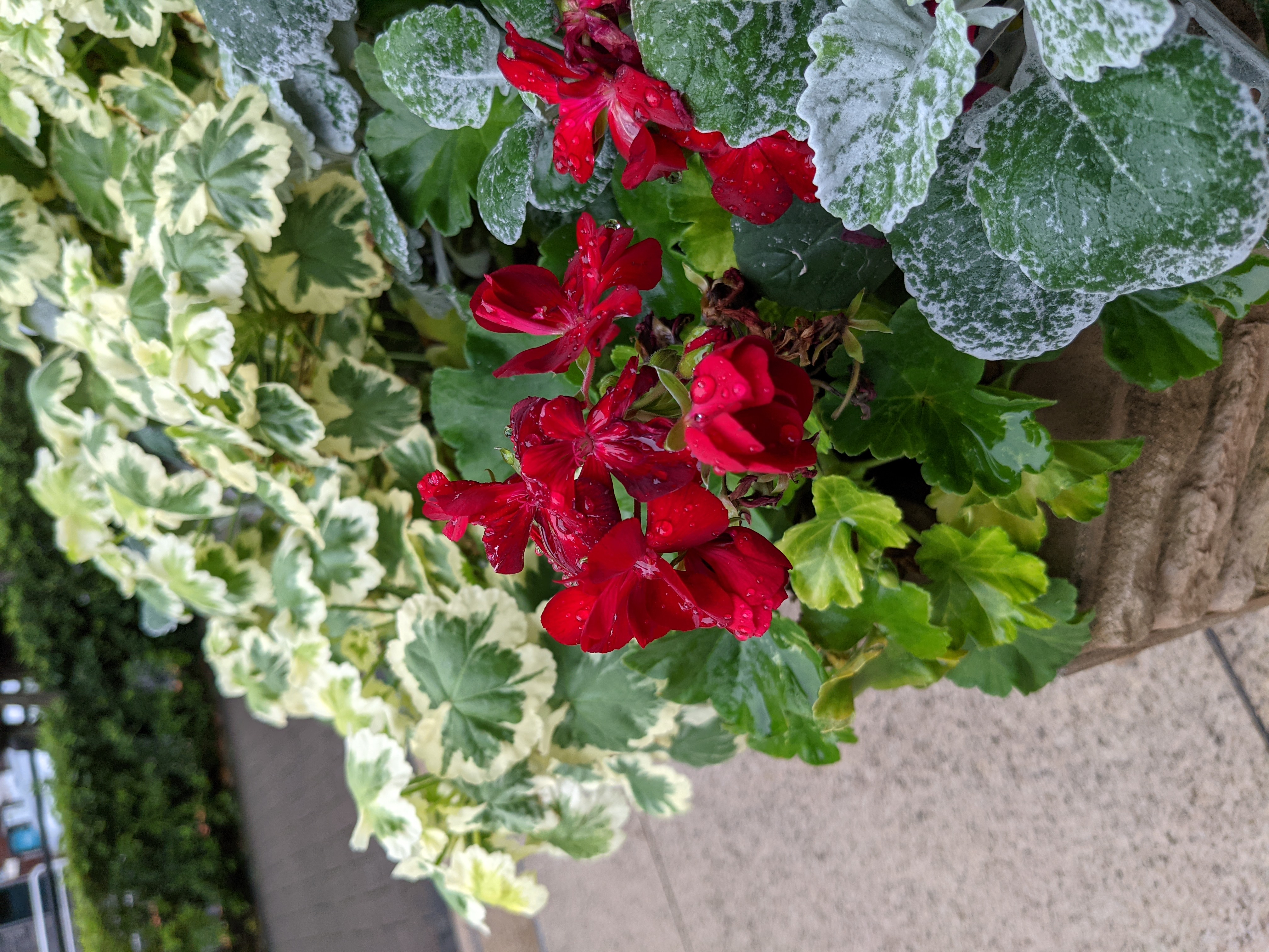 「カメラ」で撮影