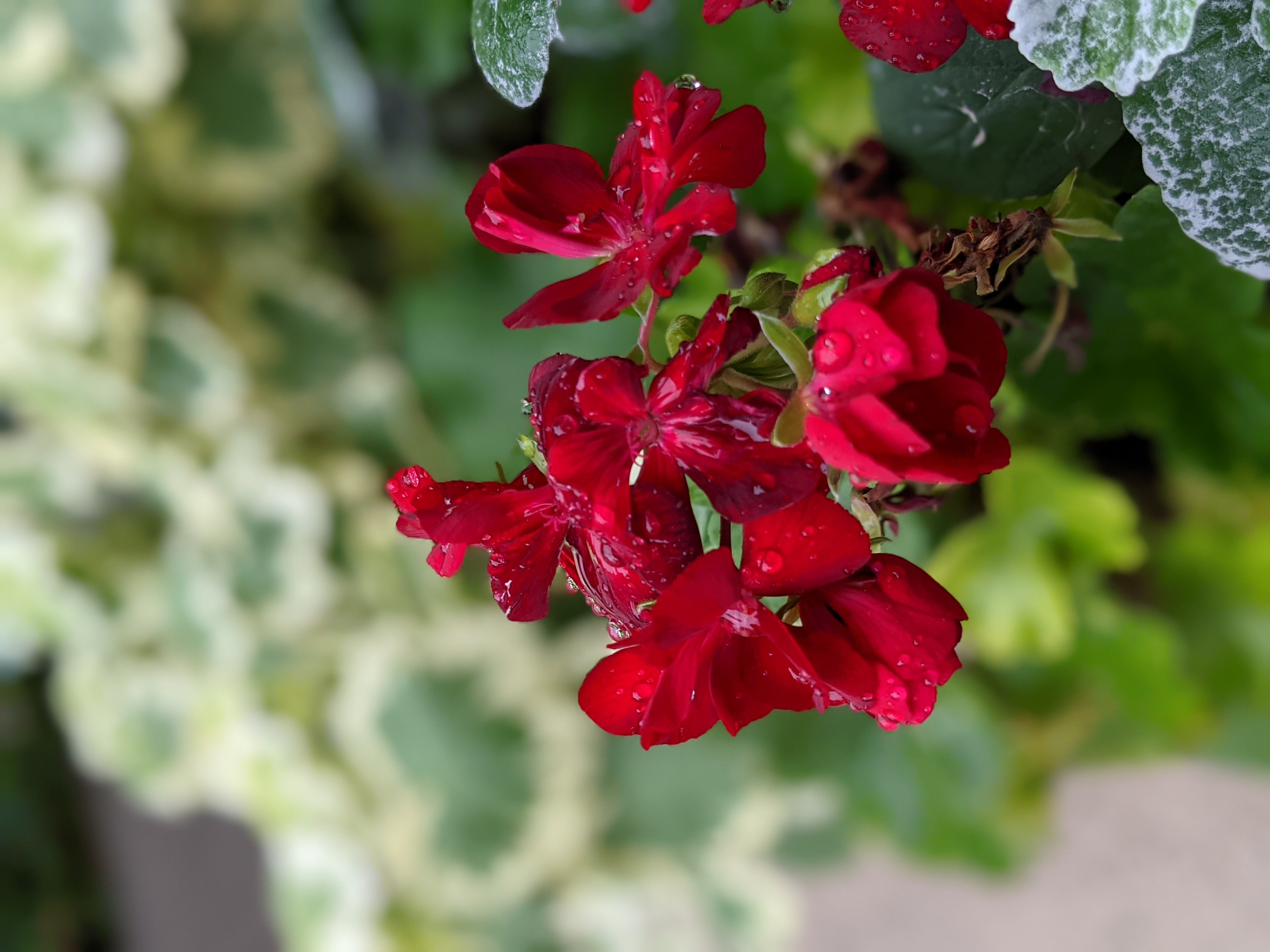 ポートレートモードで撮影