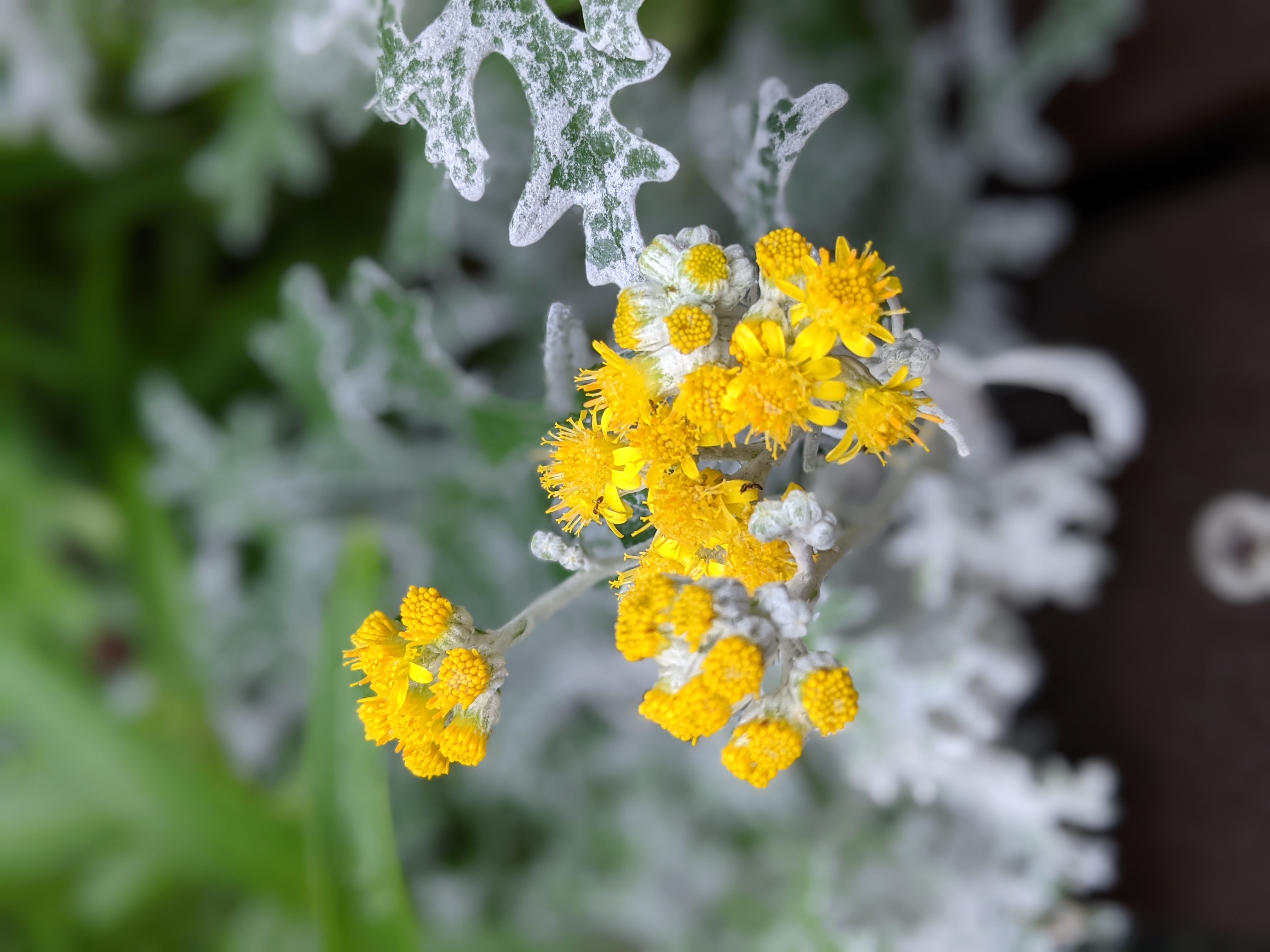 ポートレートモードで撮影