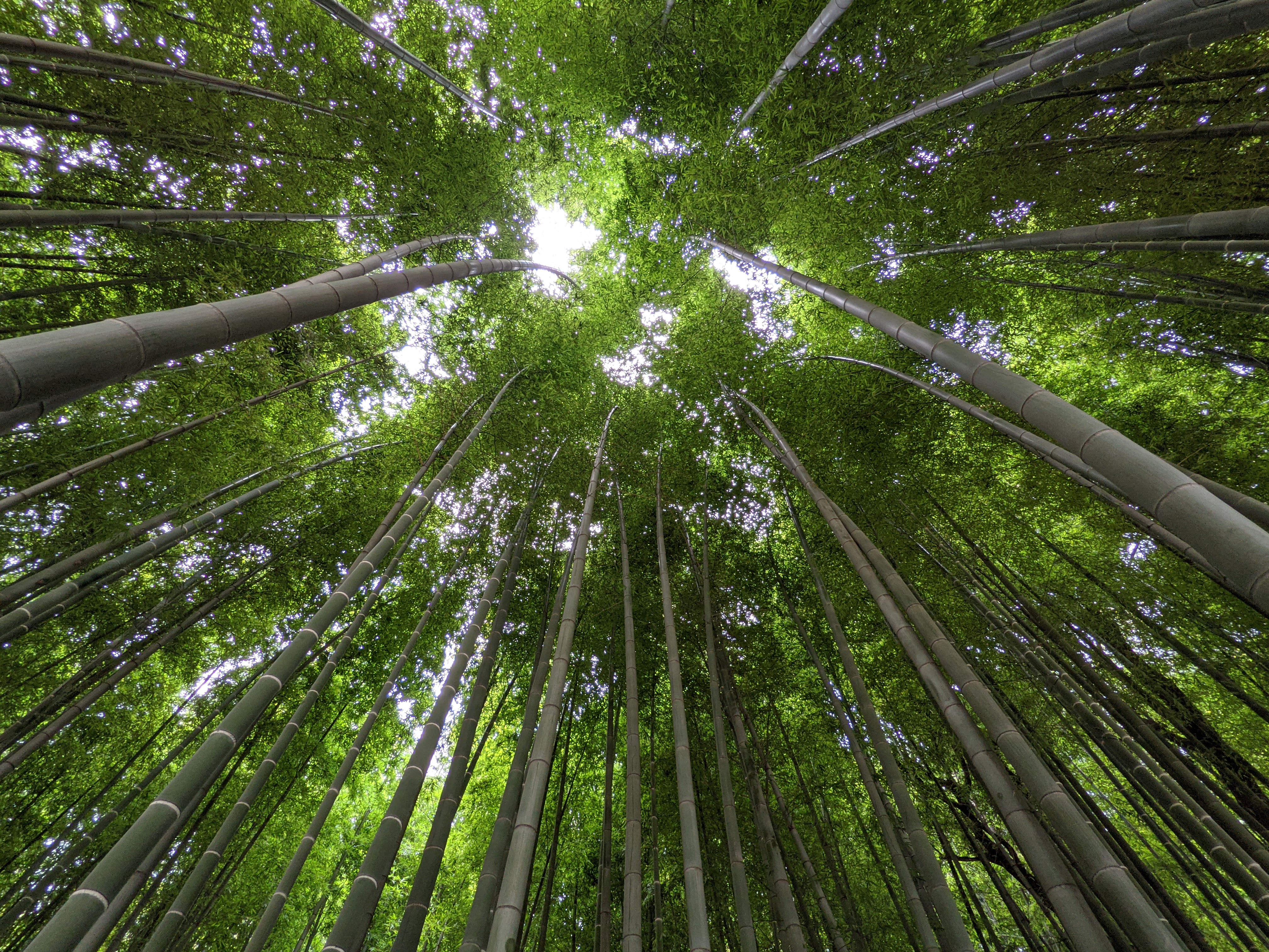 超広角カメラは写真に迫力を出せる。竹林の中で空を見上げて撮ったが、竹の伸びやかな様子と美しいグリーンが印象的なカットになった。露出も的確で誰が撮っても美しい写真を手にすることができるだろう