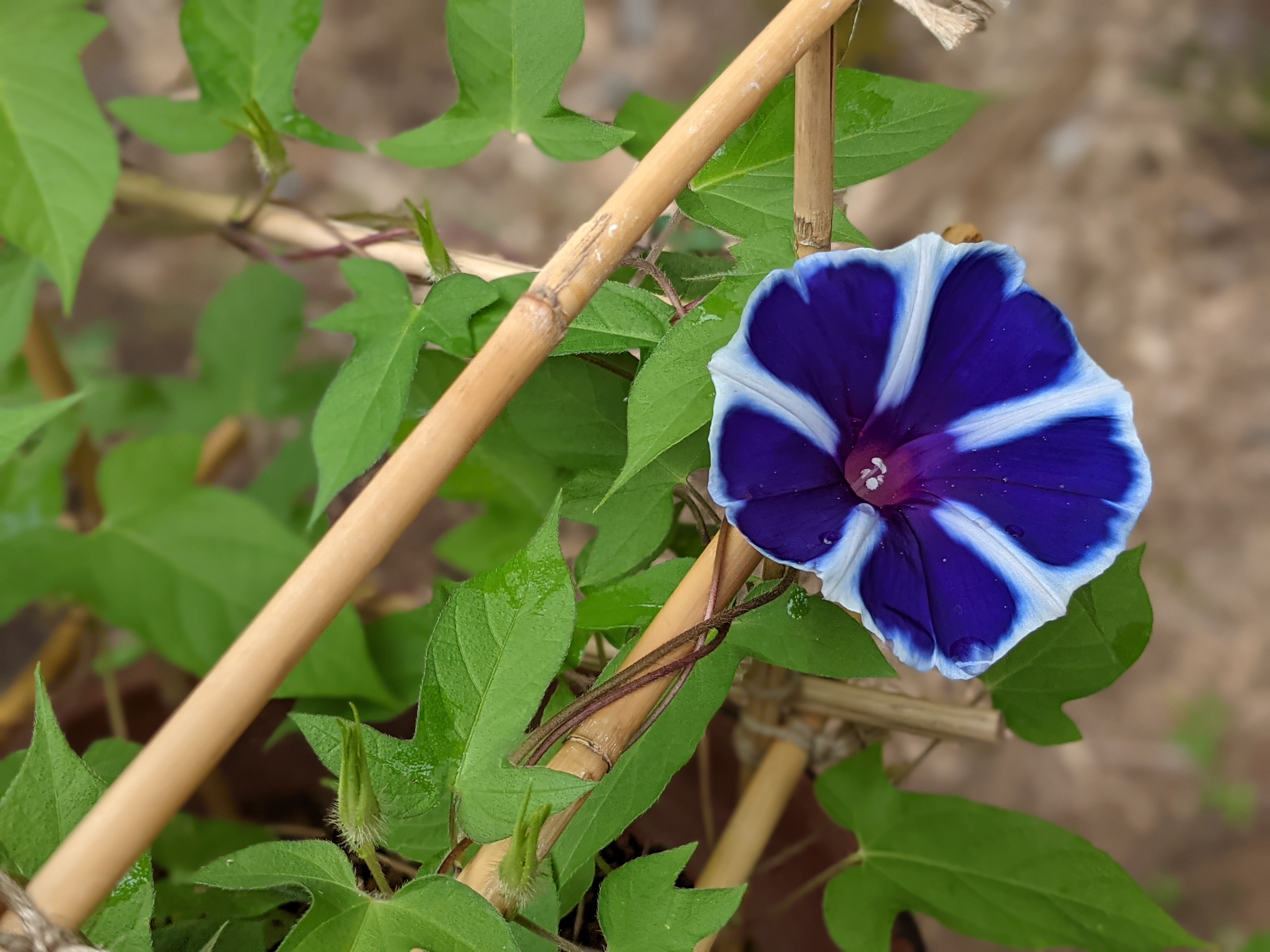 こちらはポートレートモードによる撮影。背景がよりボケて、花がググッと浮かび上がった