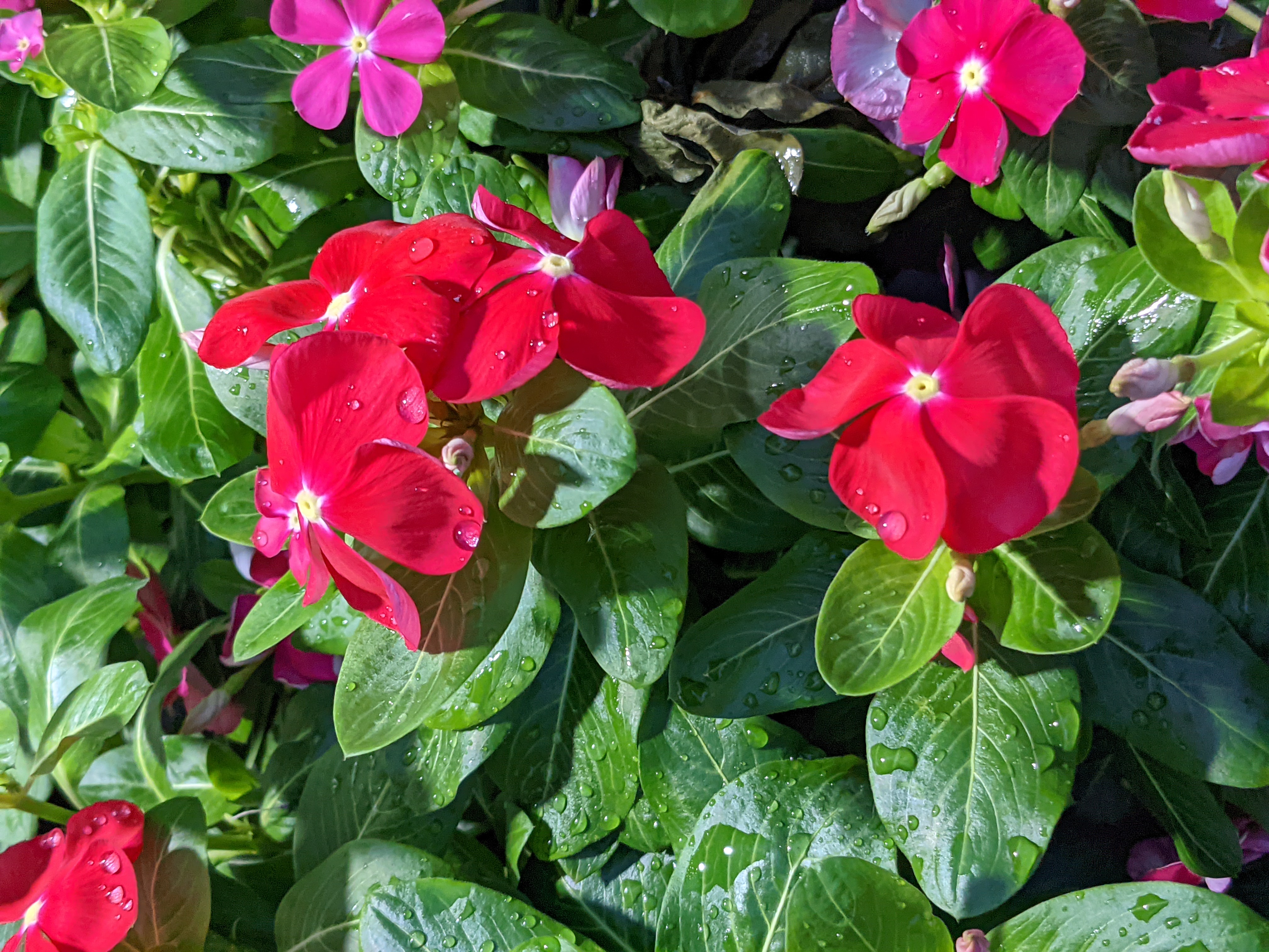 こちらは夜間の無人販売スタンド。雨に濡れる花を撮ったが、鮮やかな発色と水滴の描写が美しい。葉のいきいきとした感じもいい。夜に撮影したと言わなければわからないだろう