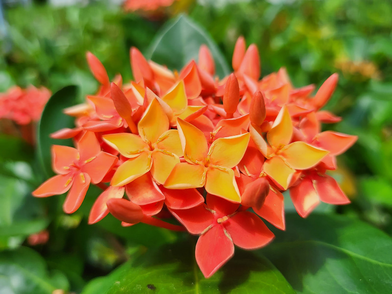 最短撮影距離の約4cmまで寄って撮影