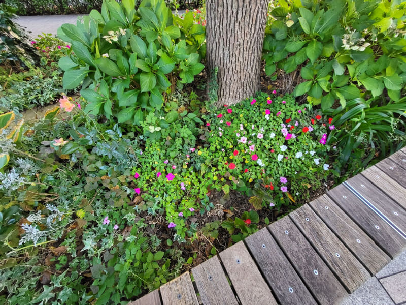 超広角（0.5倍）