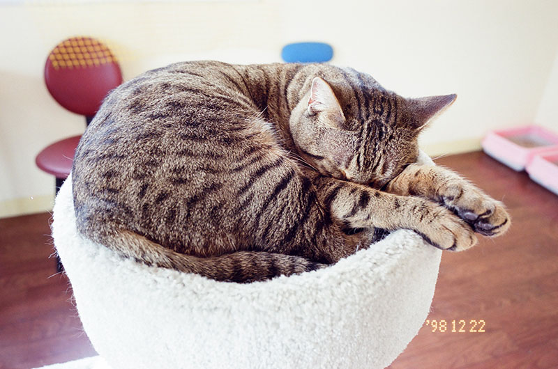 猫カフェの猫。