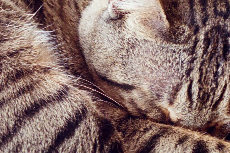 猫カフェの猫のドットバイドット。