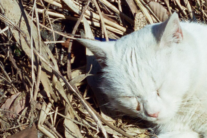 野猫のドットバイドット。