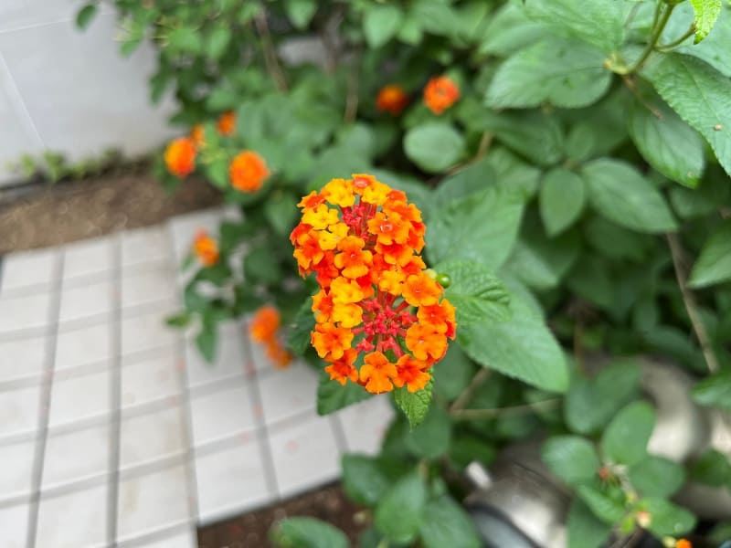 花はこのくらい近づいて撮れれば十分だし