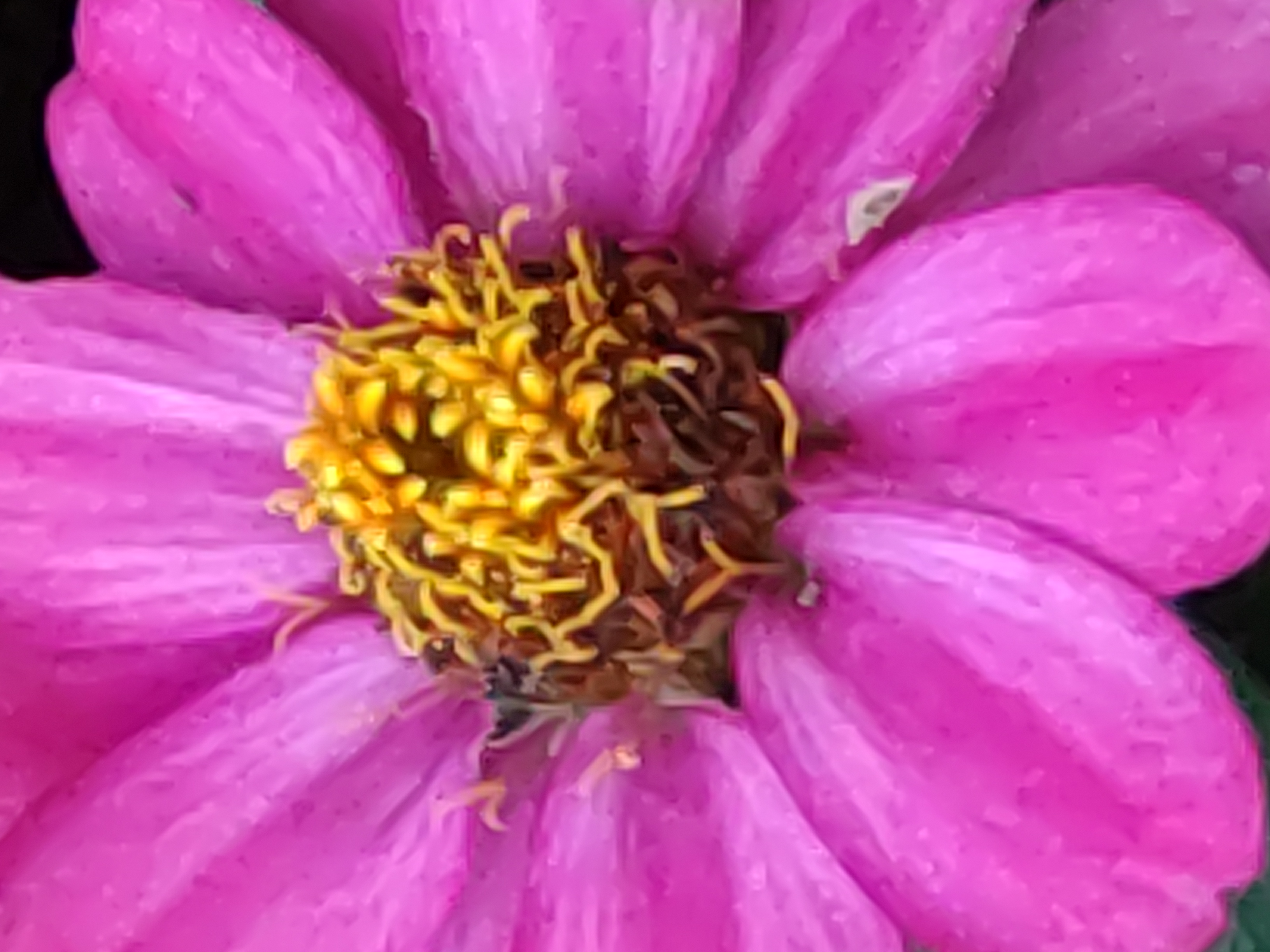 最高倍率（16倍）で撮影