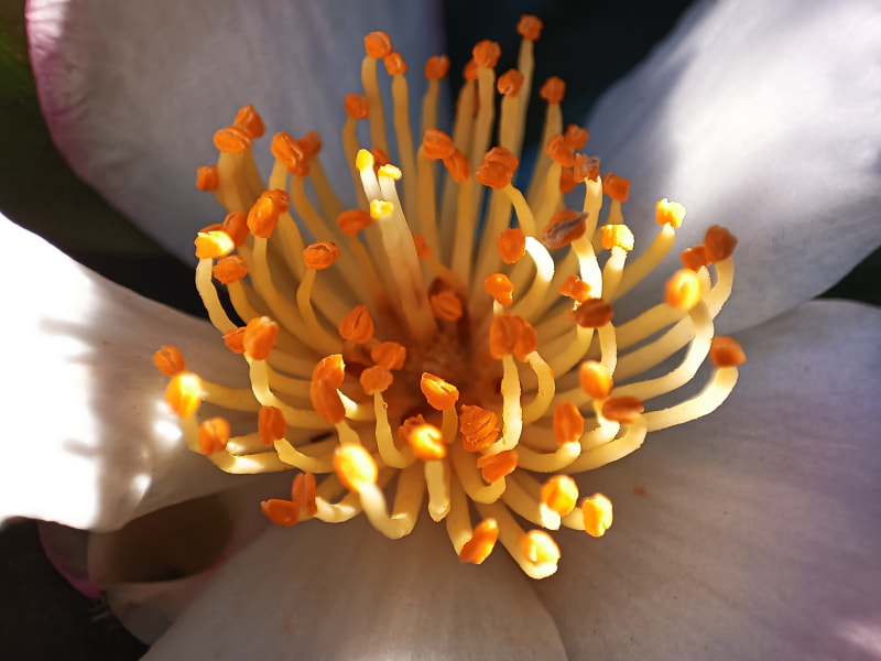 テレマクロレンズで花を写した様子